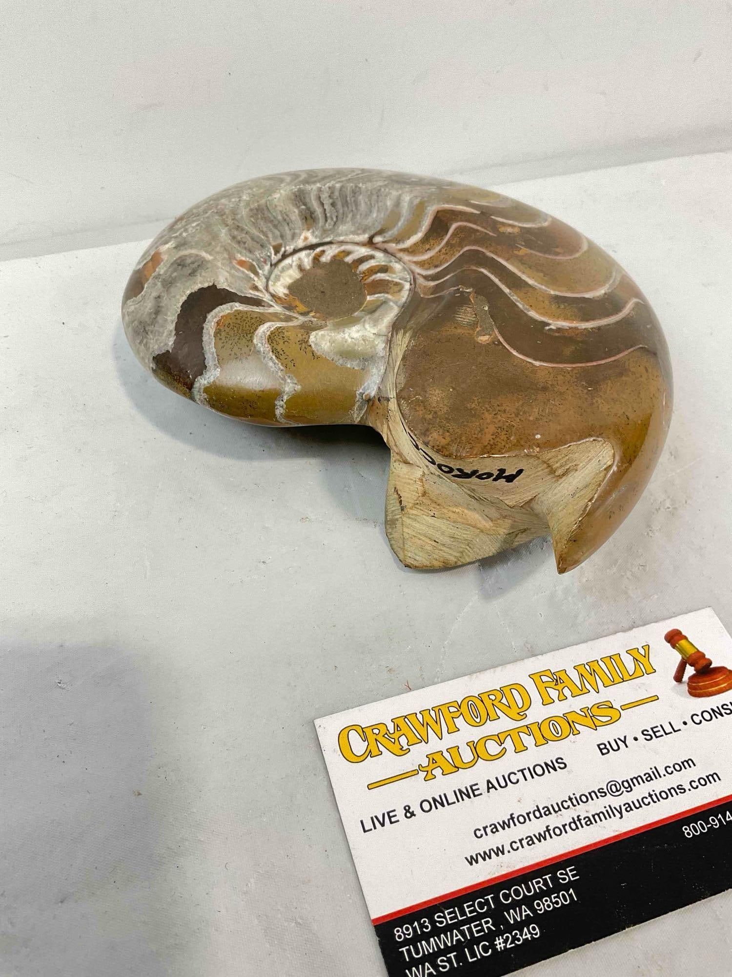 Beautiful Moroccan Polished Ammonite Nautilus Fossil. Excellent Condition. See pics. - 2