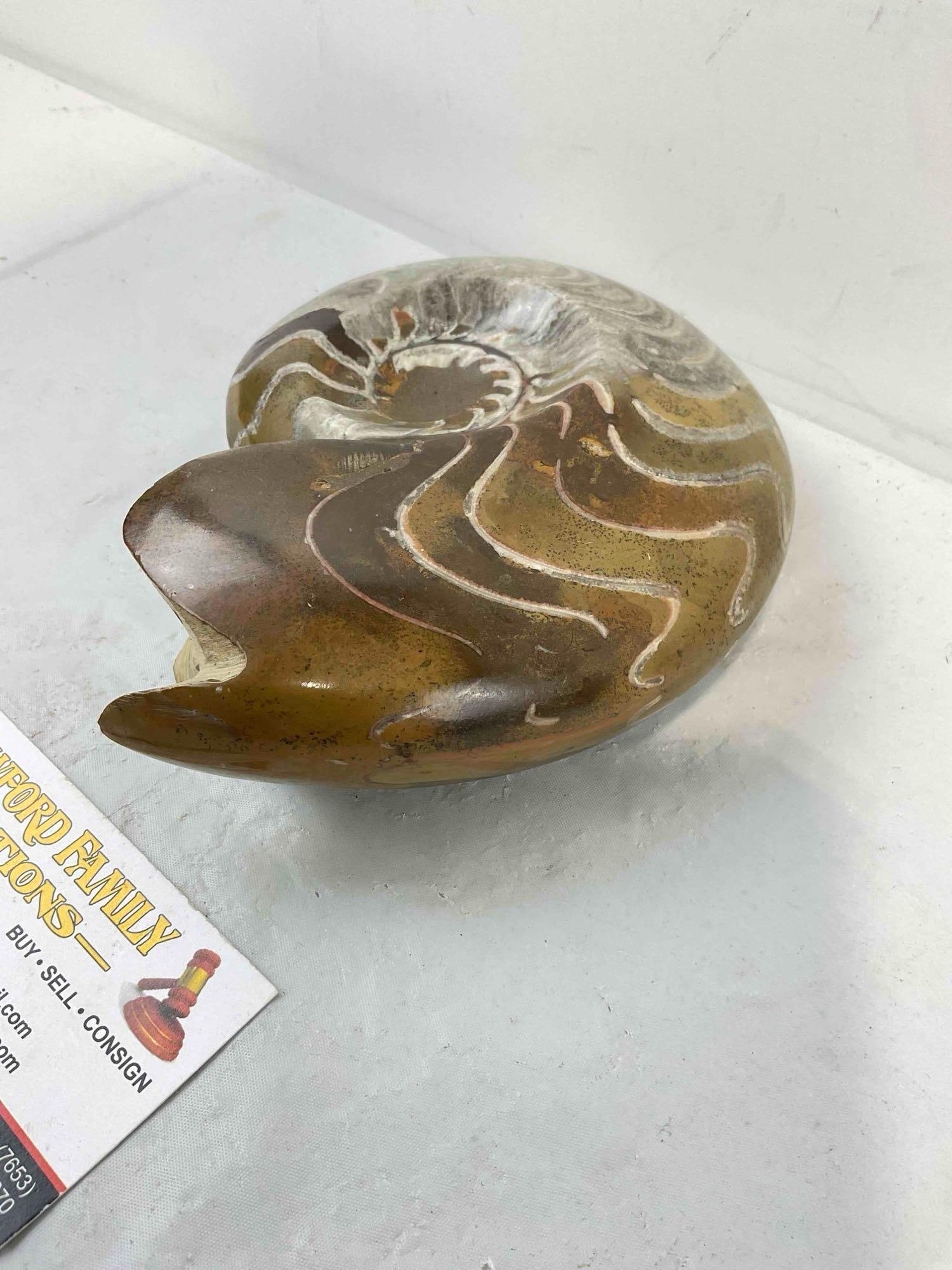 Beautiful Moroccan Polished Ammonite Nautilus Fossil. Excellent Condition. See pics. - 3