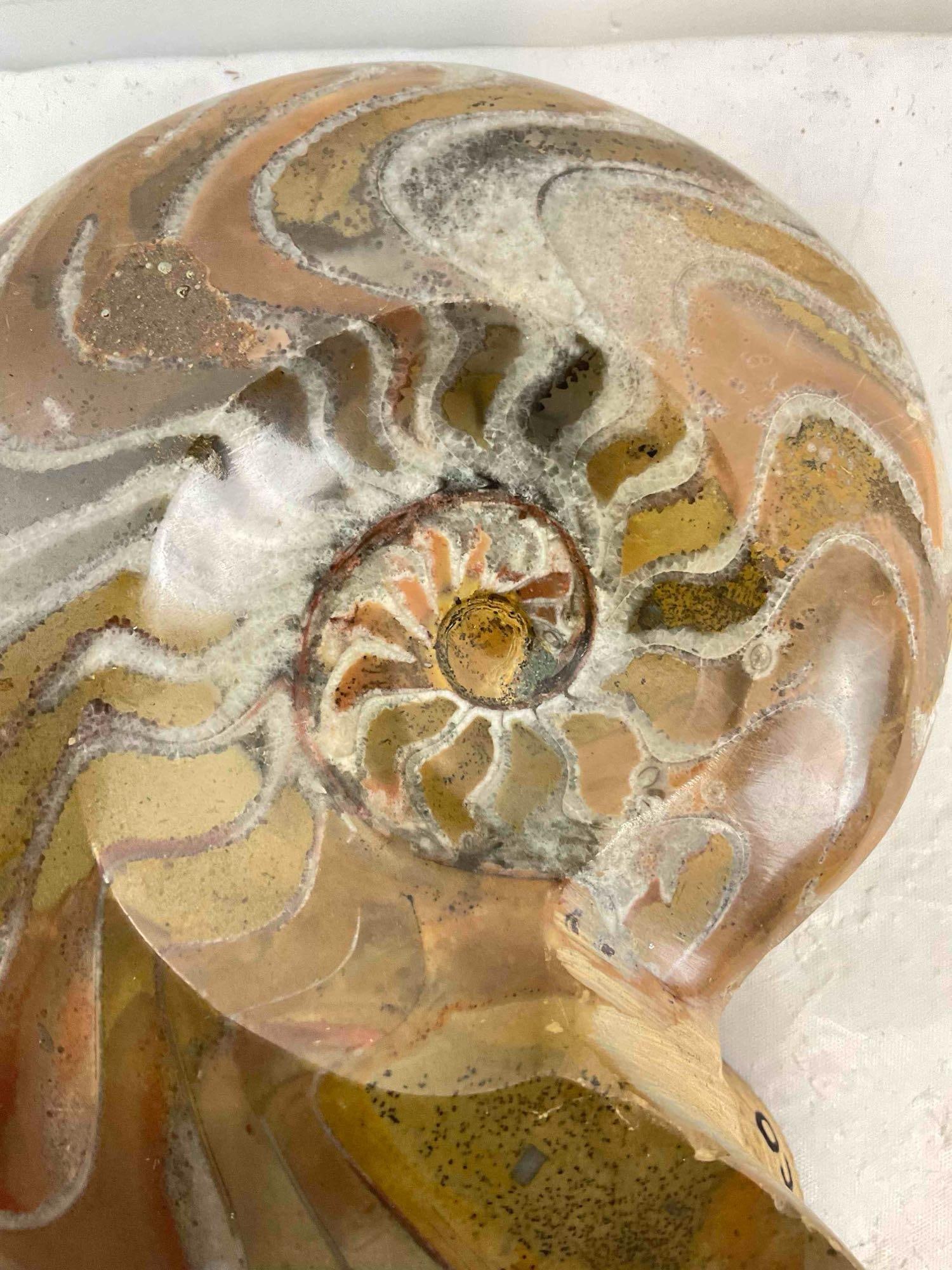 Beautiful Moroccan Polished Ammonite Nautilus Fossil. Excellent Condition. See pics. - 6