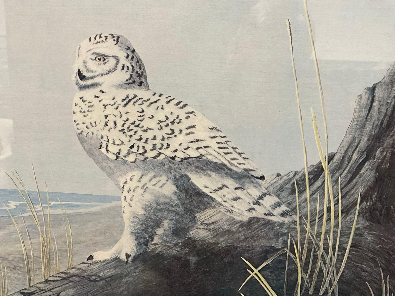 Framed Signed Litho titled Watcher At The Shore by J. VanHoesen, 23x29 Snowy Owl - 2