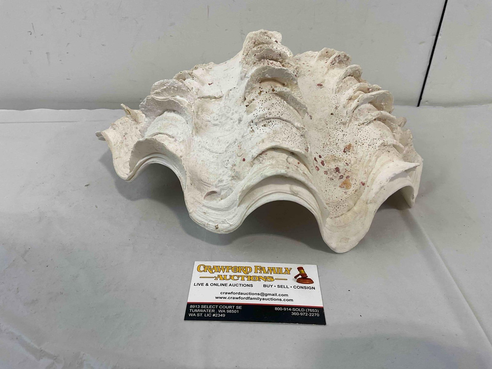 Vintage Natural Giant Clam Shell Specimen. Very Good Condition. Measures 12" x 10" x 5": Vintage Natural Giant Clam Shell Specimen. Very Good Condition. Measures 12" x 10" x 5" missing some pieces, fragile, condition is otherwise very good. dM-5520 