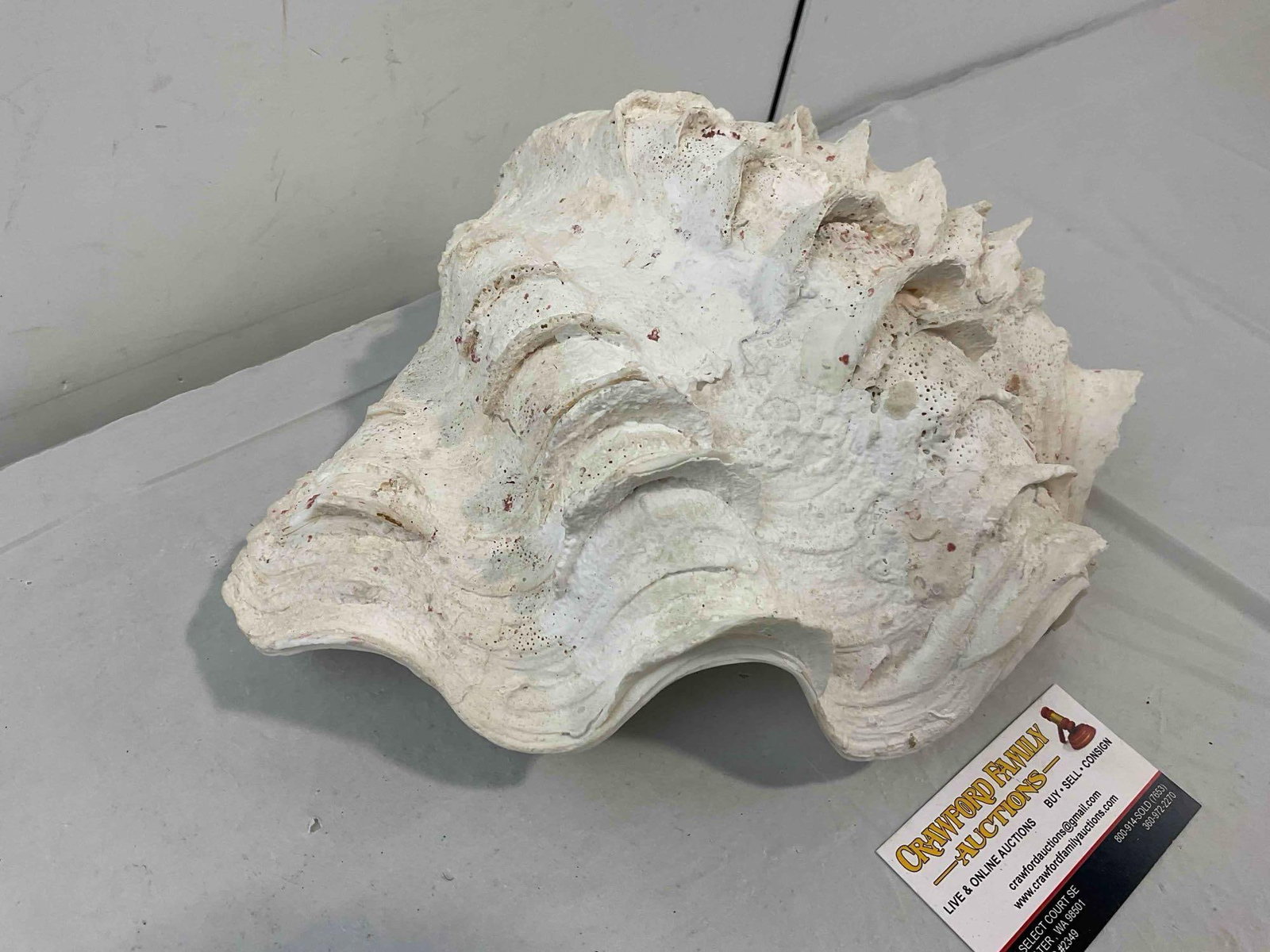 Vintage Natural Giant Clam Shell Specimen. Very Good Condition. Measures 12" x 10" x 5" - 2
