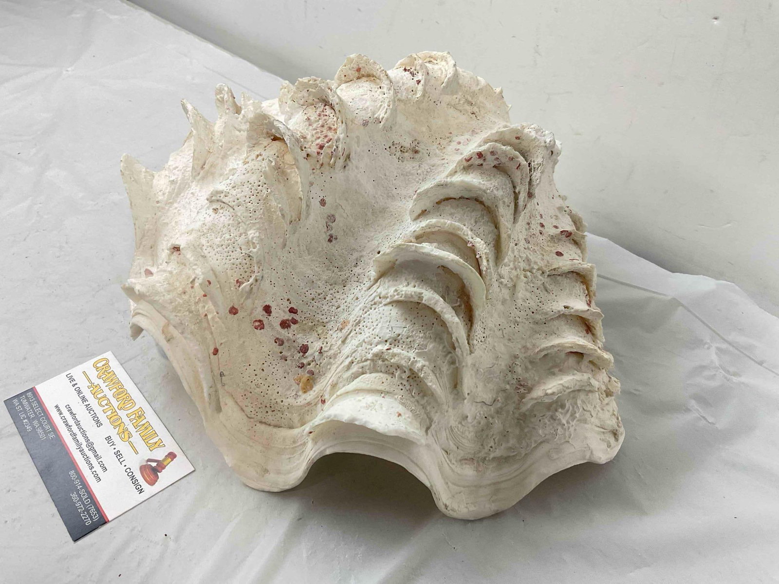 Vintage Natural Giant Clam Shell Specimen. Very Good Condition. Measures 12" x 10" x 5" - 3