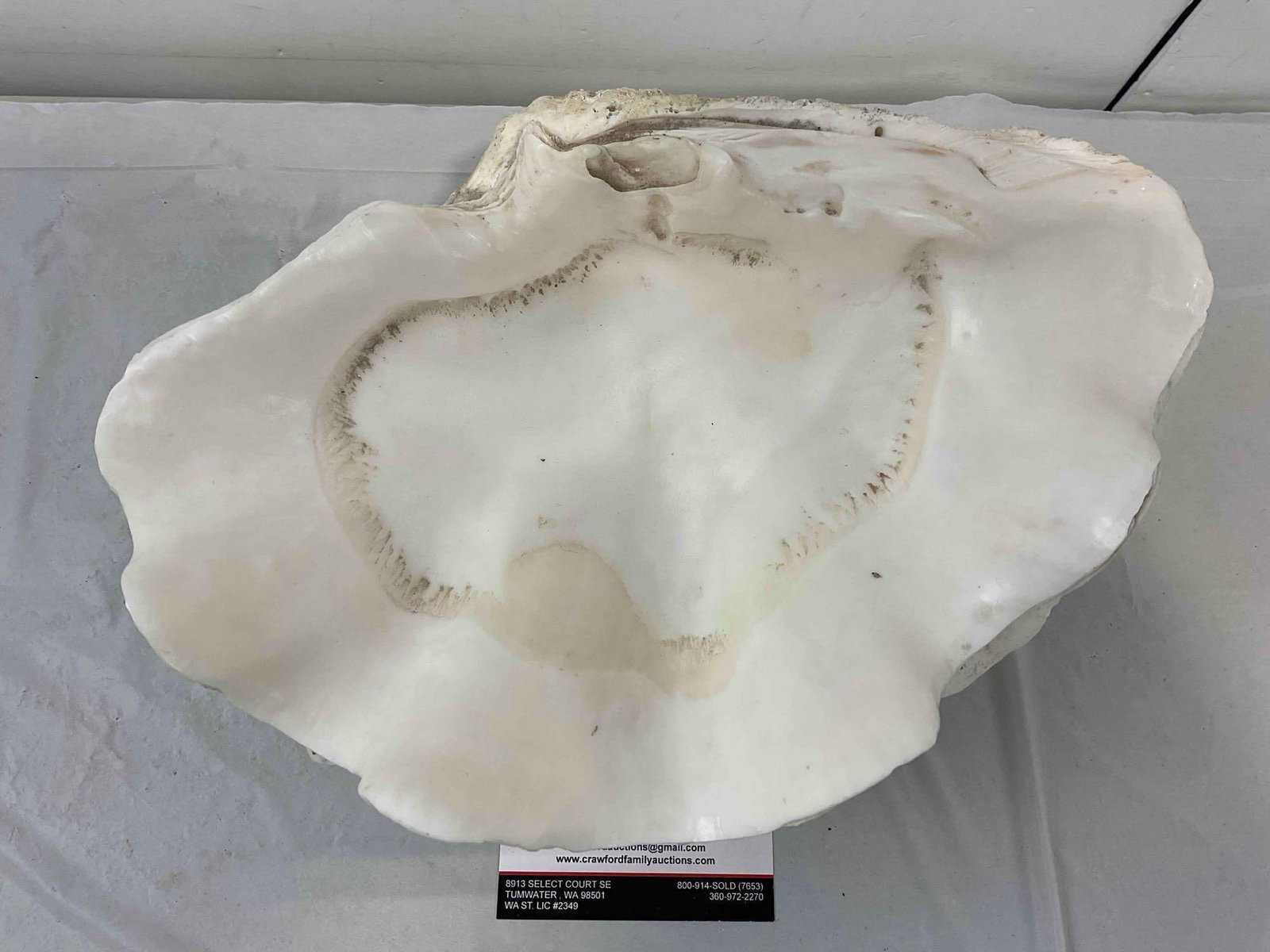 Vintage Natural Giant Clam Shell Specimen. Very Good Condition. Measures 12" x 10" x 5" - 4