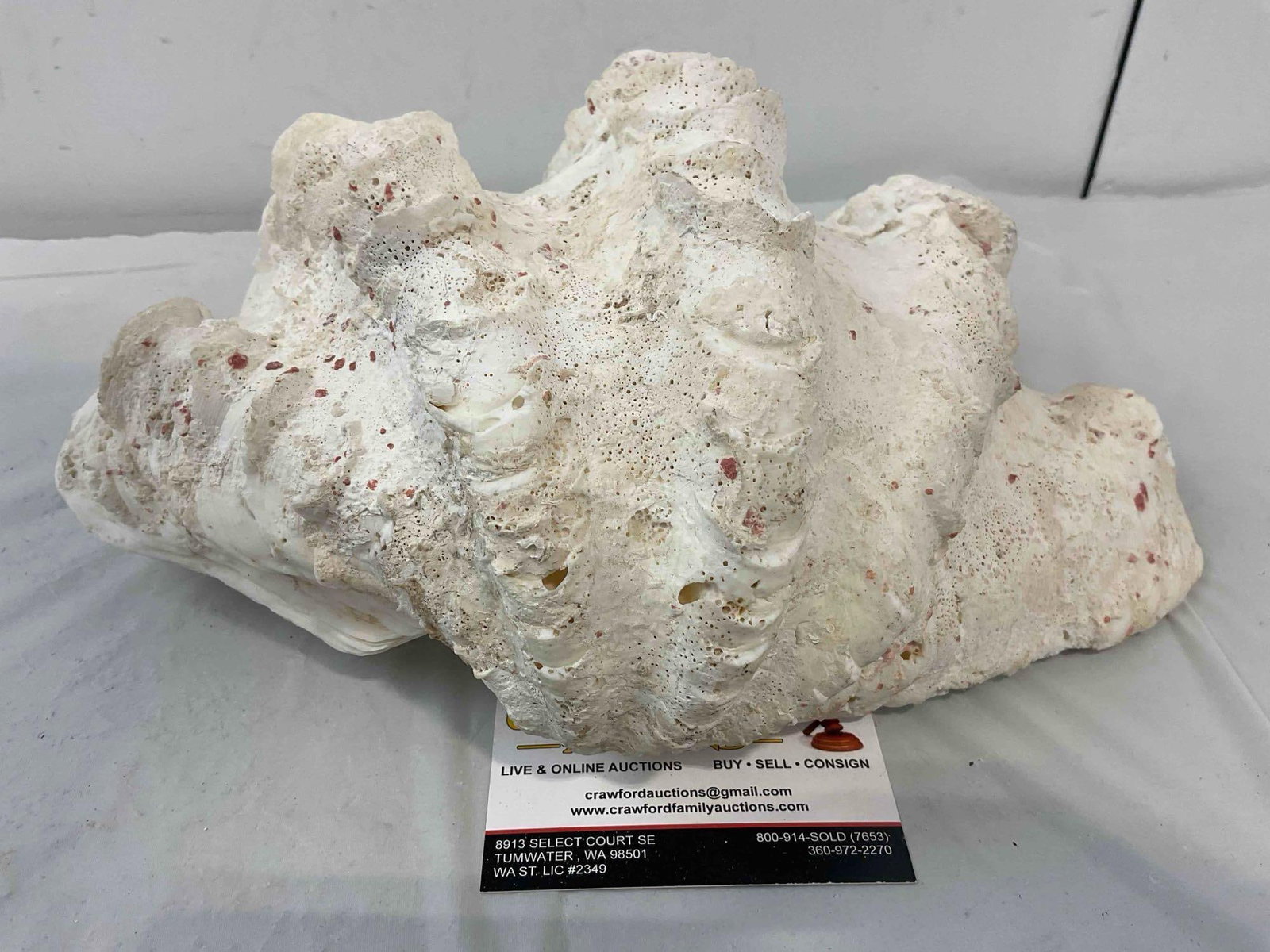 Vintage Natural Giant Clam Shell Specimen. Very Good Condition. Measures 12" x 10" x 5" - 5