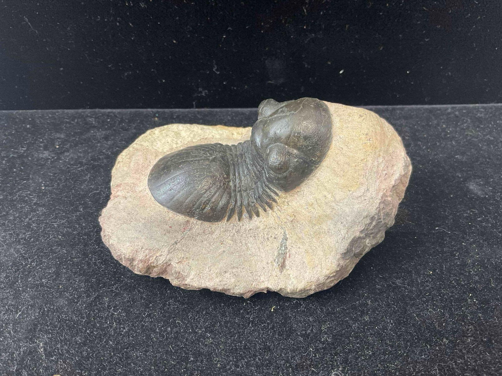 Unidentified Trilobite Specimen Fossil in Shale Formation. Excellent Condition. See pics.: Unidentified Trilobite Specimen Fossil in Shale Formation. Excellent Condition. size measures 4" x 3" x 2" dM-5010 