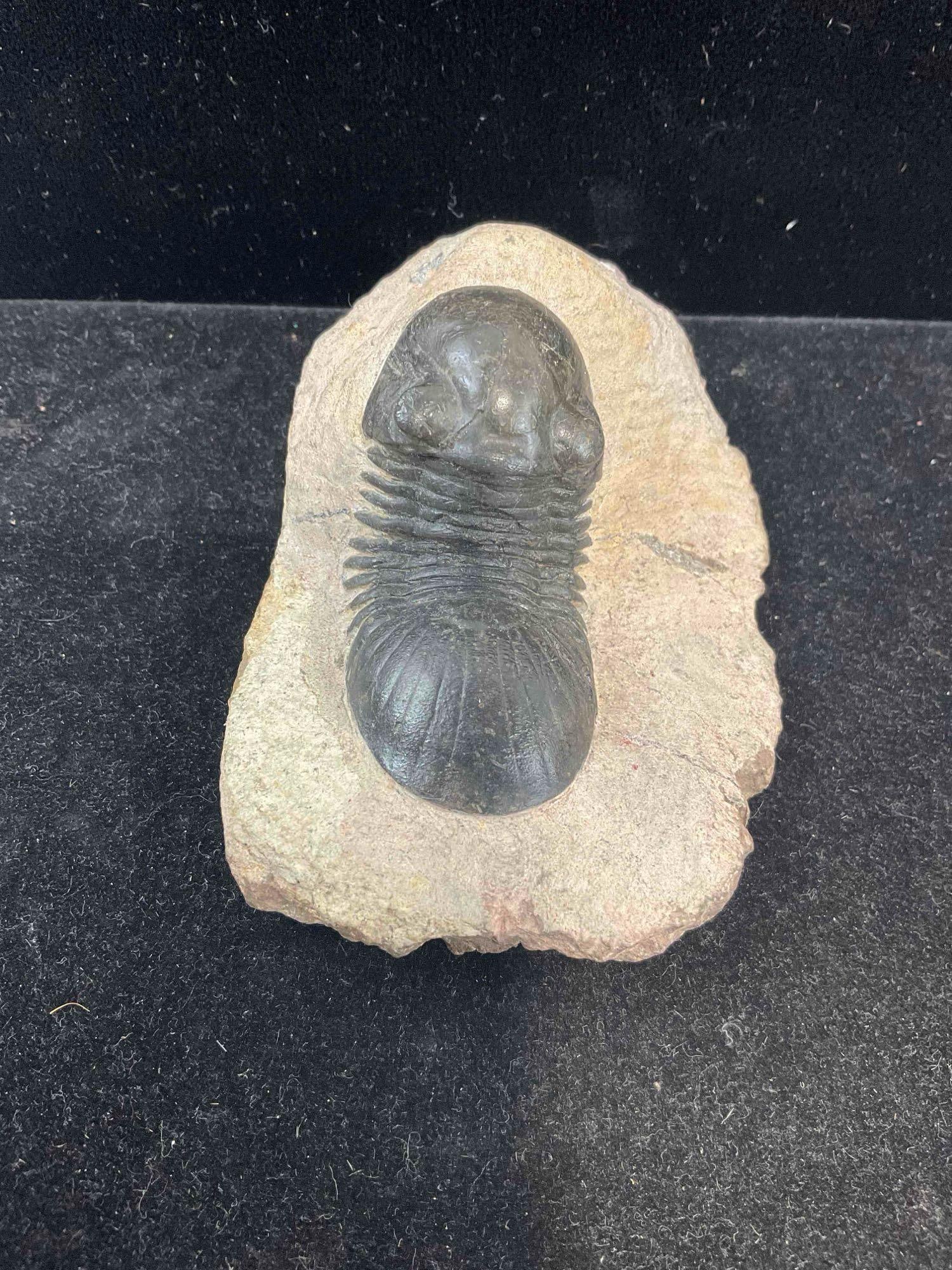 Unidentified Trilobite Specimen Fossil in Shale Formation. Excellent Condition. See pics. - 2