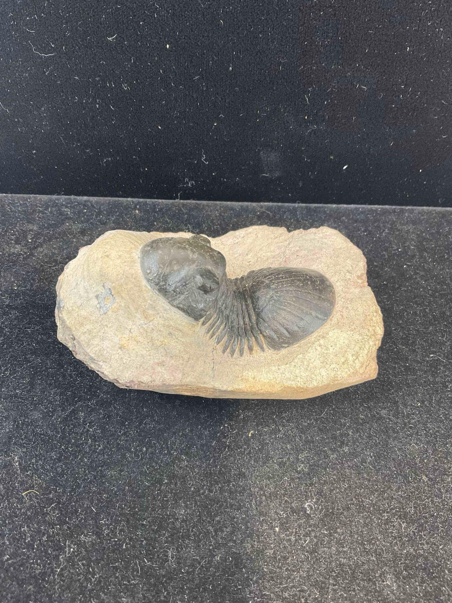 Unidentified Trilobite Specimen Fossil in Shale Formation. Excellent Condition. See pics. - 3