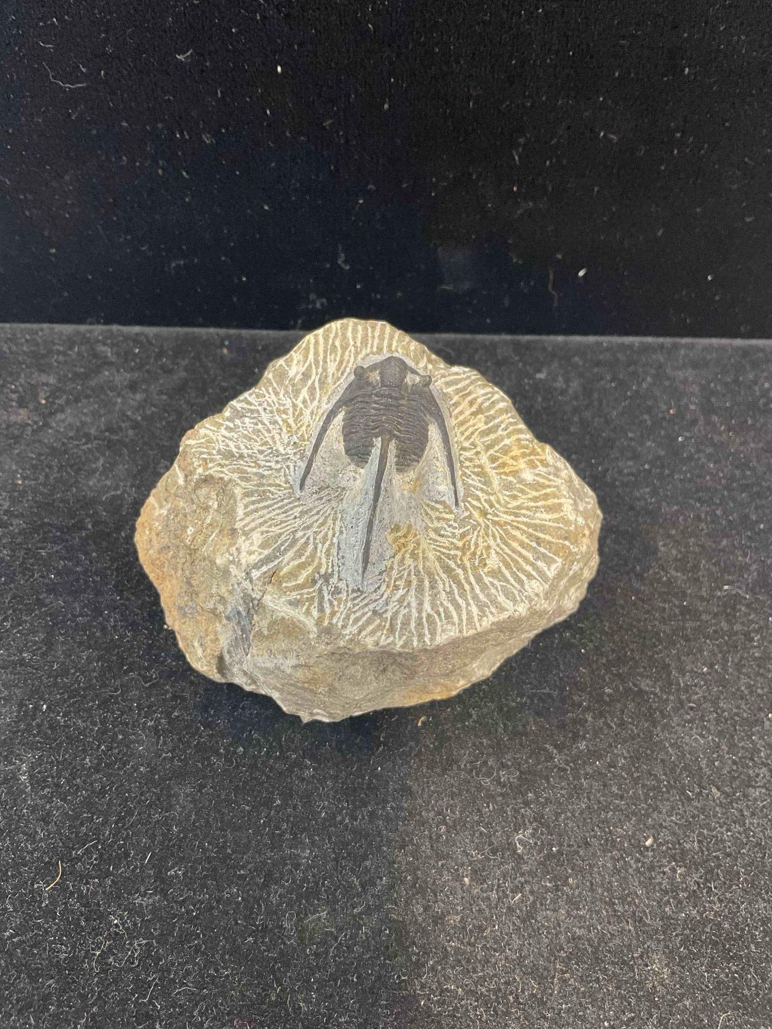 Unidentified Fossil Specimen in Shale Formation w/ Beautiful Detail. Excellent Condition. See pics. - 2