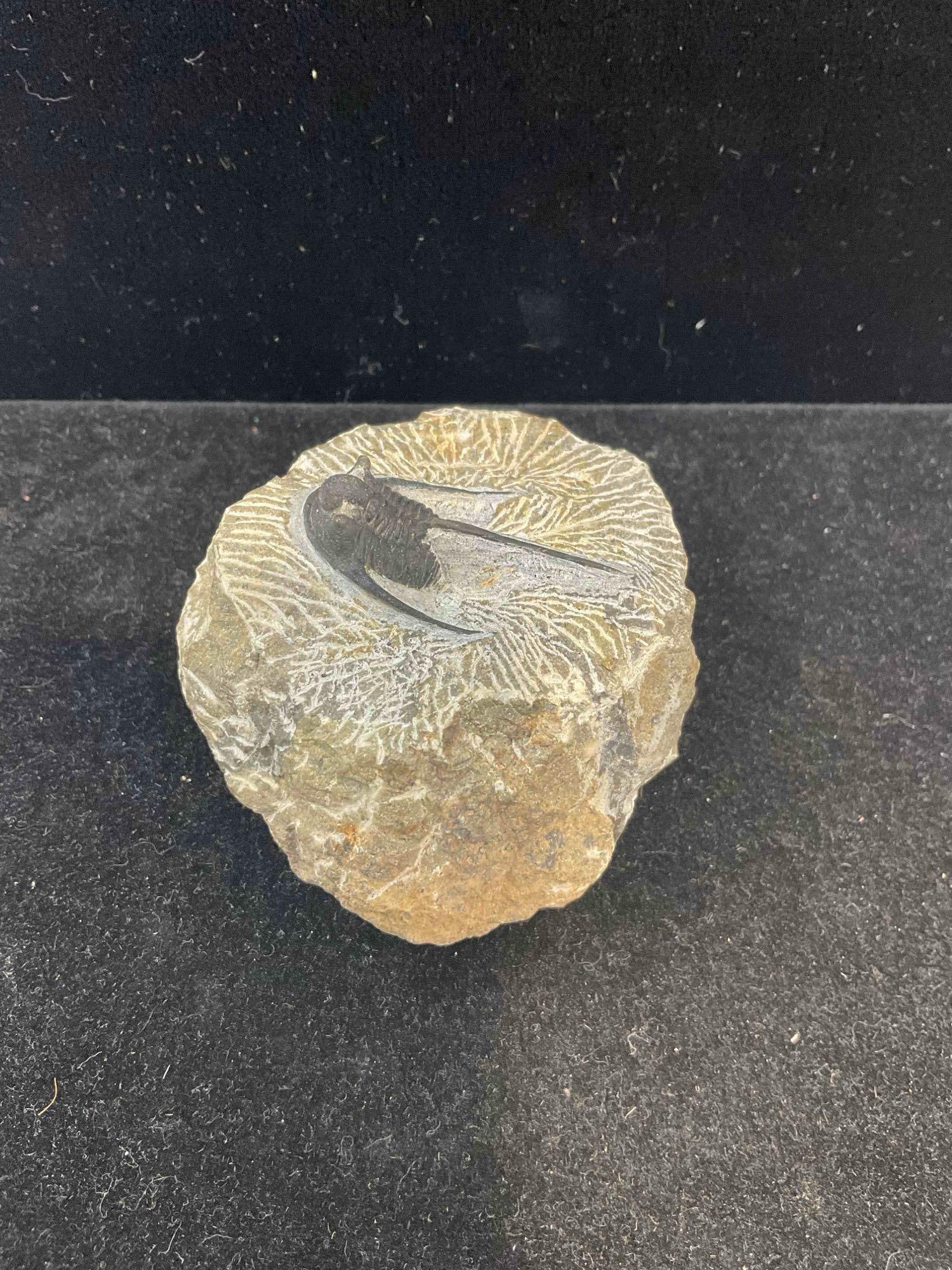 Unidentified Fossil Specimen in Shale Formation w/ Beautiful Detail. Excellent Condition. See pics. - 3