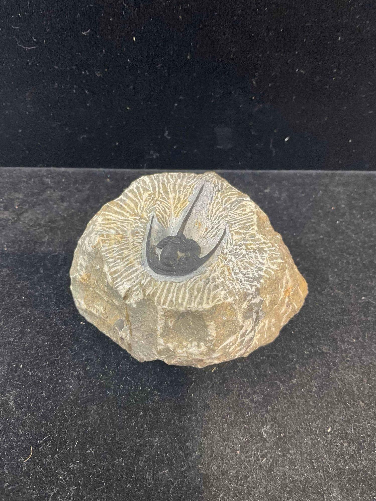 Unidentified Fossil Specimen in Shale Formation w/ Beautiful Detail. Excellent Condition. See pics. - 4