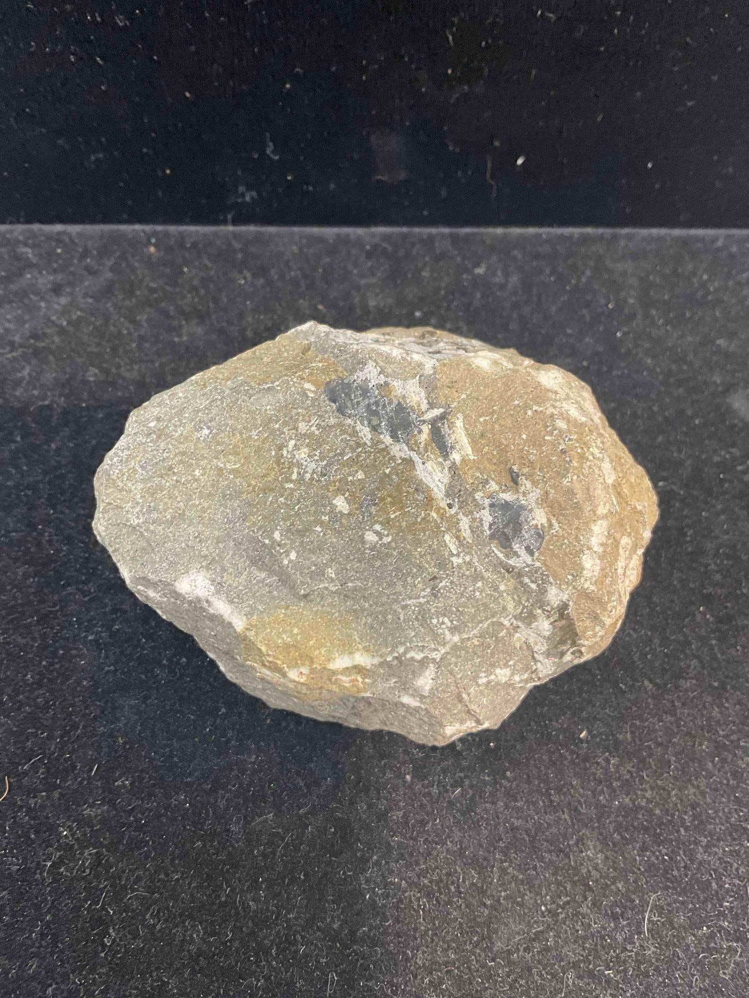 Unidentified Fossil Specimen in Shale Formation w/ Beautiful Detail. Excellent Condition. See pics. - 5