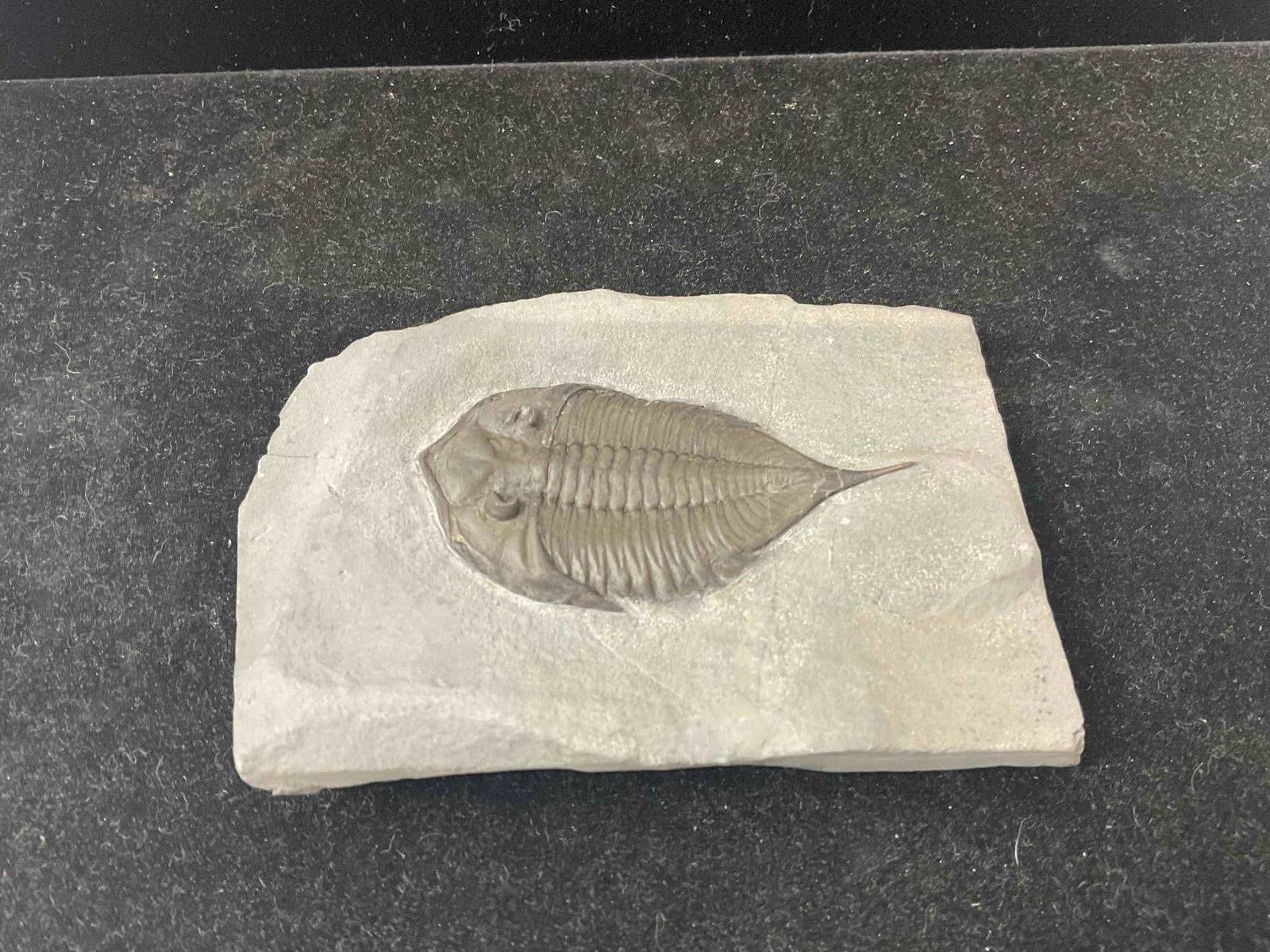 Unidentified Trilobite Specimen Fossil. Excellent Condition. See pics.: Unidentified Trilobite Specimen Fossil. Excellent Condition. Measures 4" x 3" x 1" DM-5010 