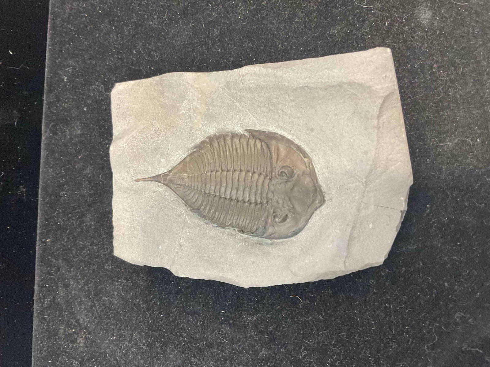 Unidentified Trilobite Specimen Fossil. Excellent Condition. See pics. - 2