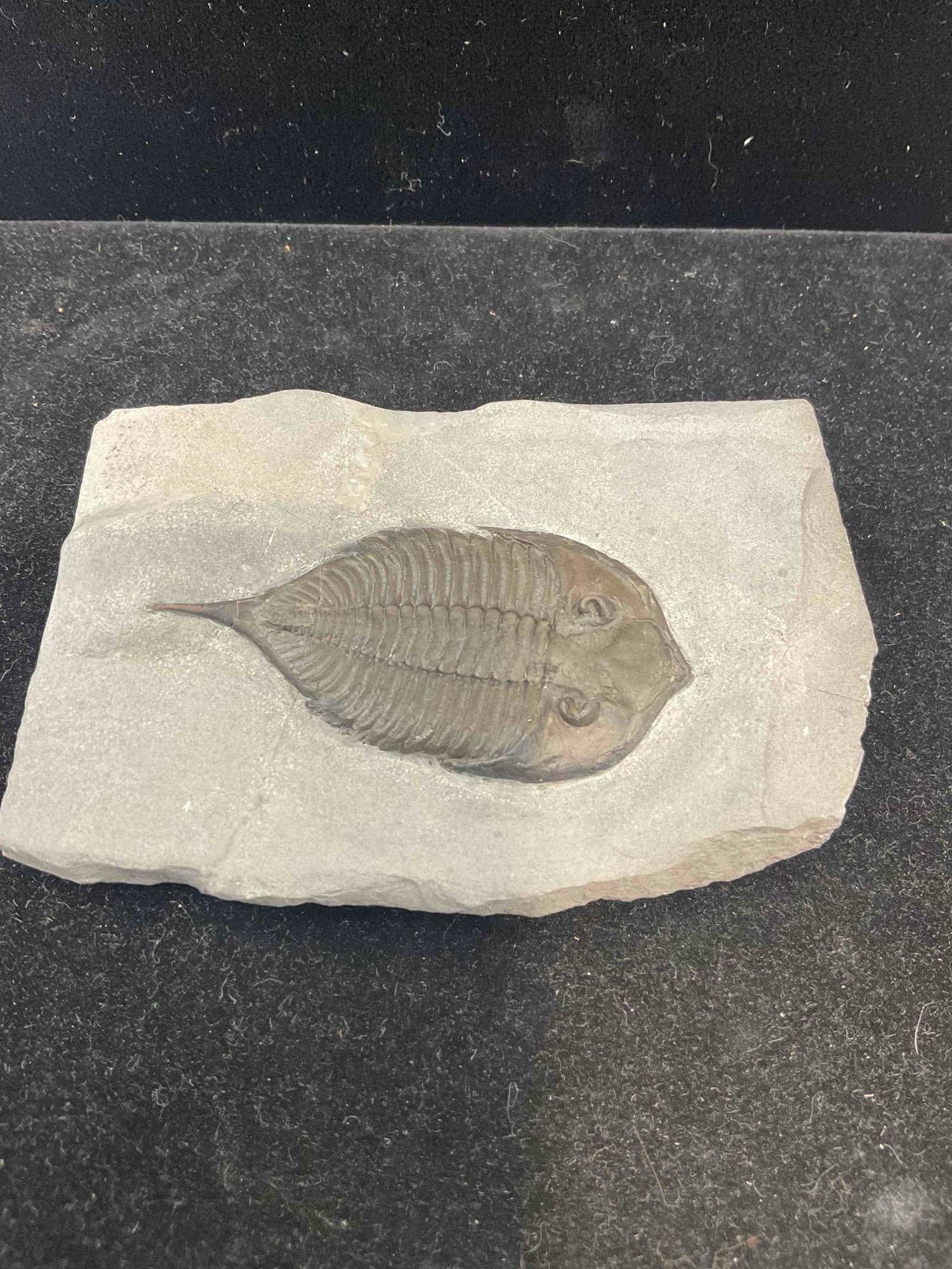 Unidentified Trilobite Specimen Fossil. Excellent Condition. See pics. - 3