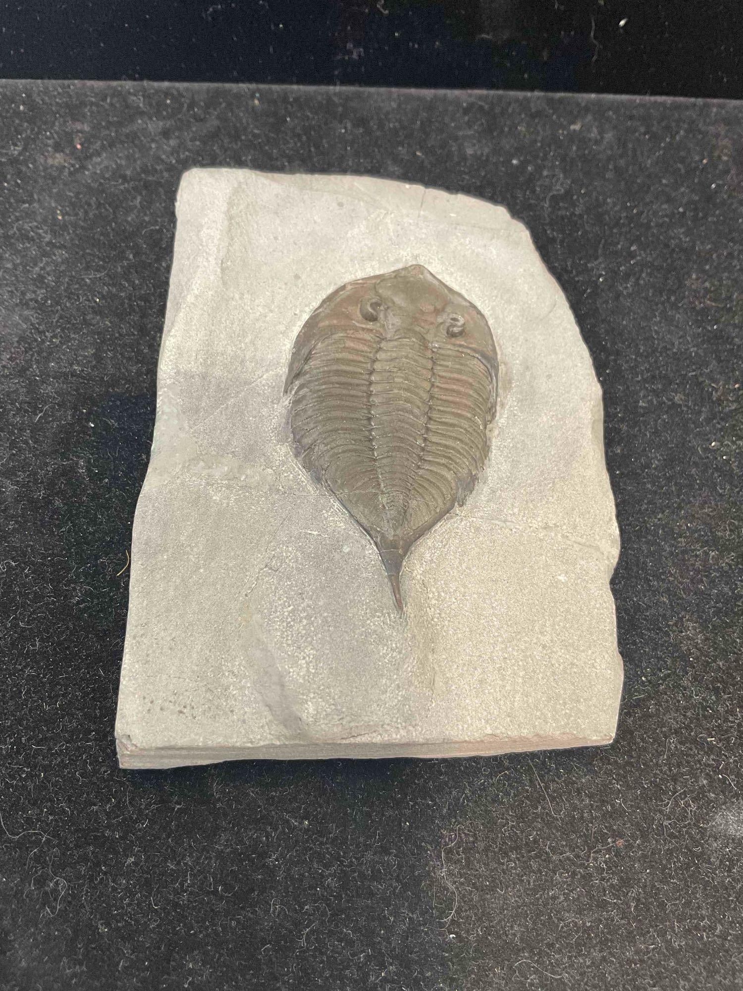 Unidentified Trilobite Specimen Fossil. Excellent Condition. See pics. - 4