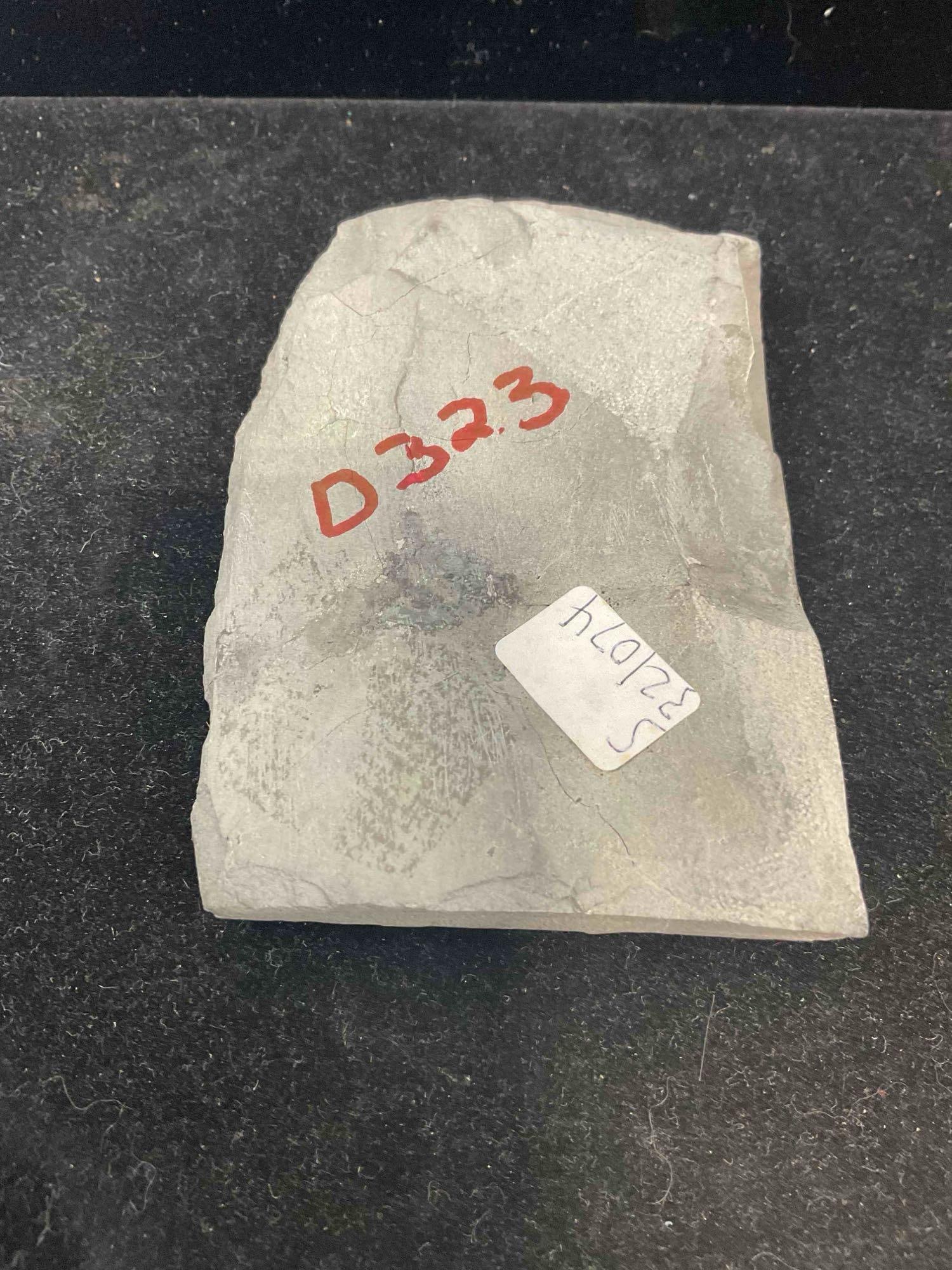 Unidentified Trilobite Specimen Fossil. Excellent Condition. See pics. - 5