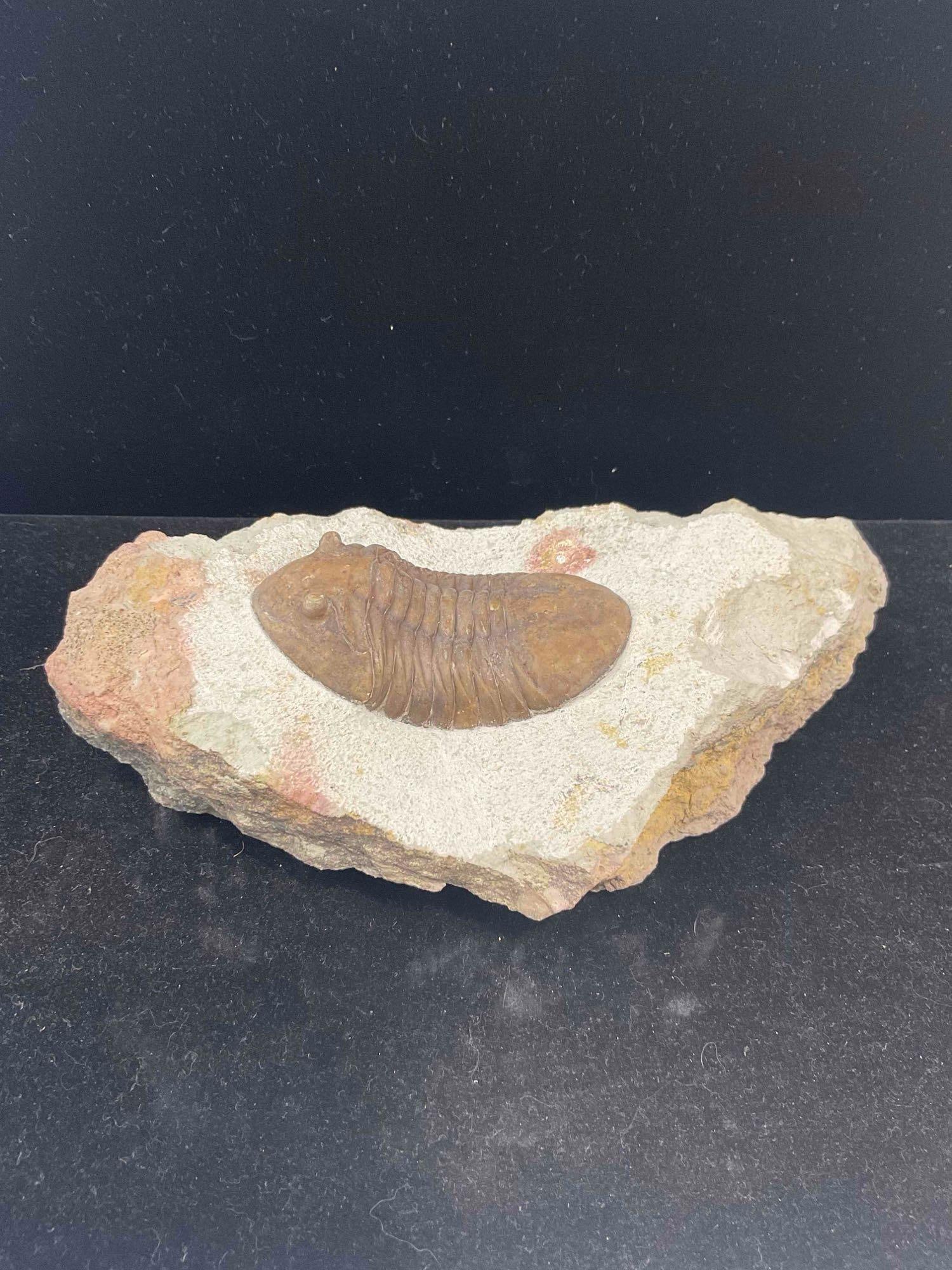 Trilobite Asaphus Lamaskii Specimen Fossil from Lower Ordovician. Excellent Condition. See pics. - 3