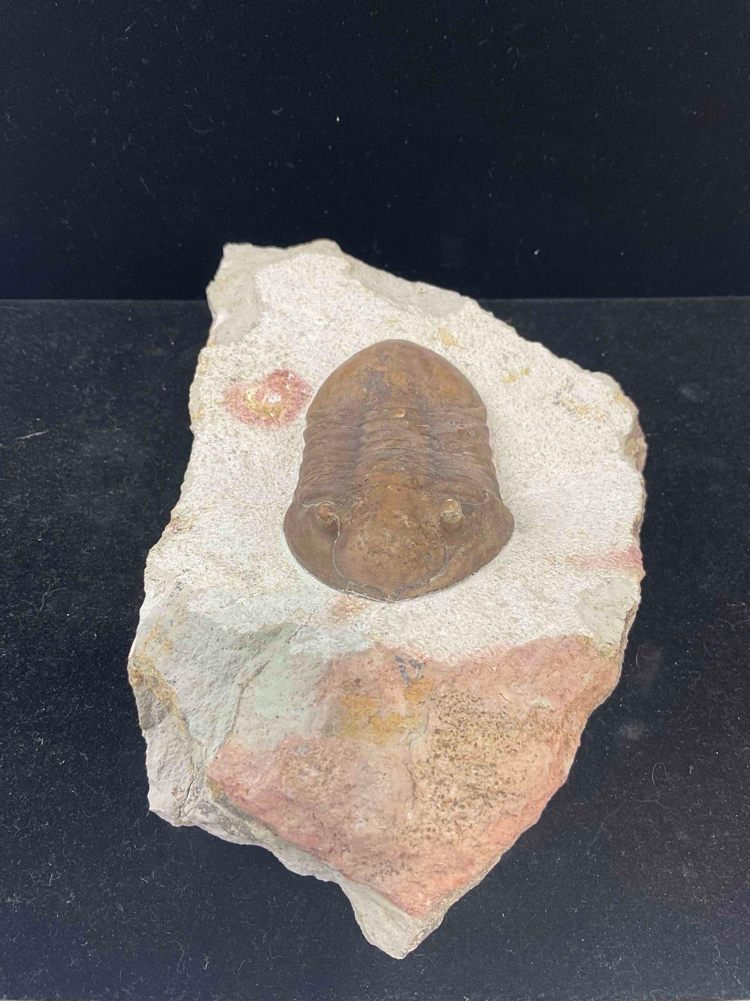 Trilobite Asaphus Lamaskii Specimen Fossil from Lower Ordovician. Excellent Condition. See pics. - 4