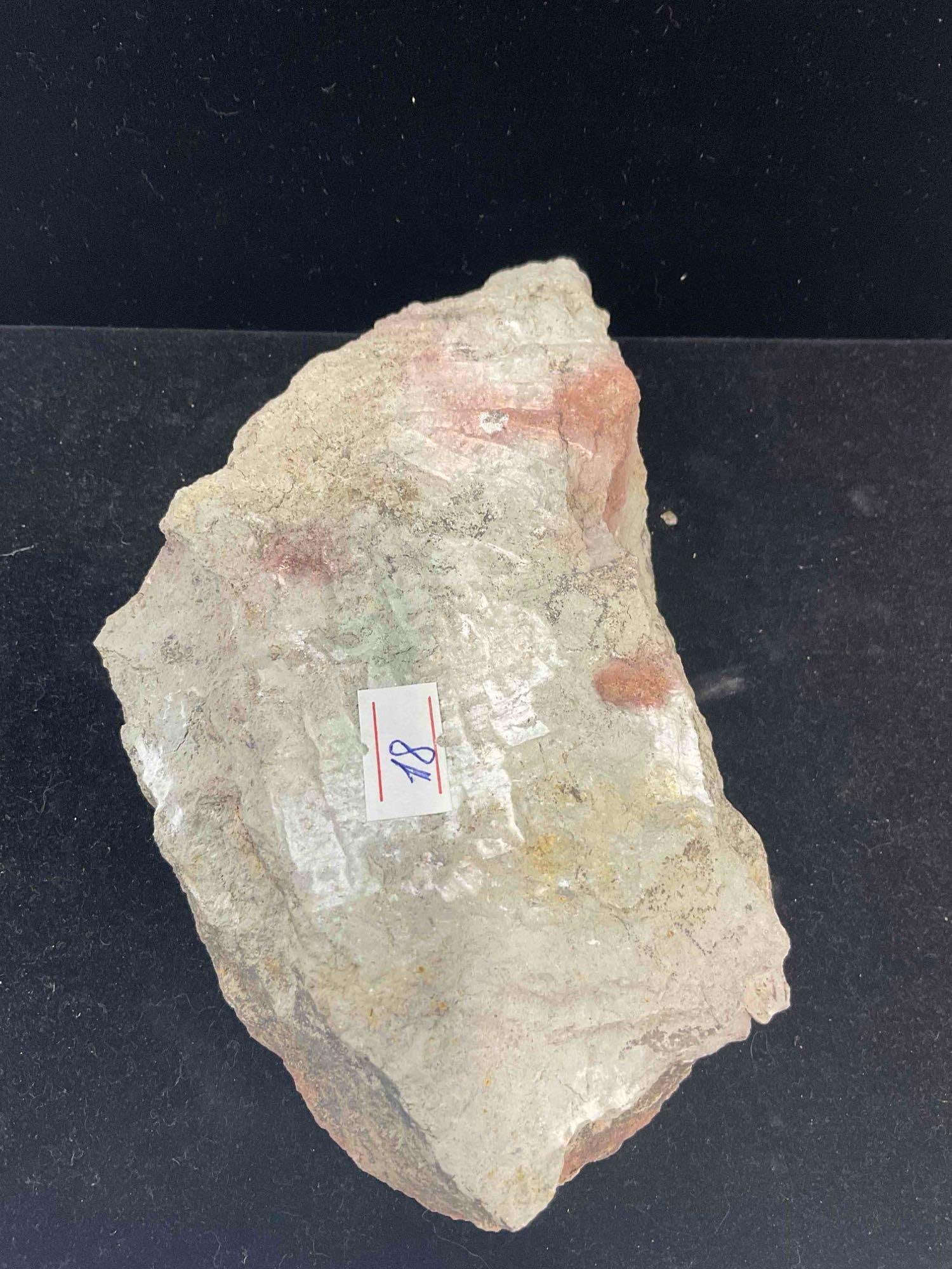 Trilobite Asaphus Lamaskii Specimen Fossil from Lower Ordovician. Excellent Condition. See pics. - 5