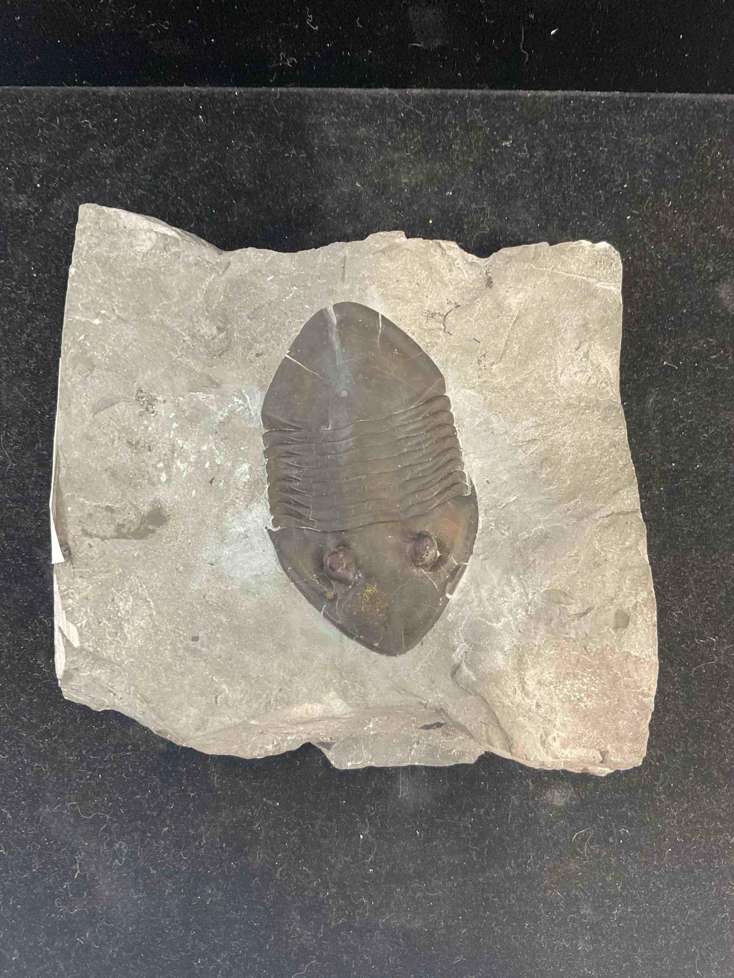 Trilobite Isotelus Mafritzi Specimen Fossil from Ordovician Lindsey Formation. Excellent Cond. - 2