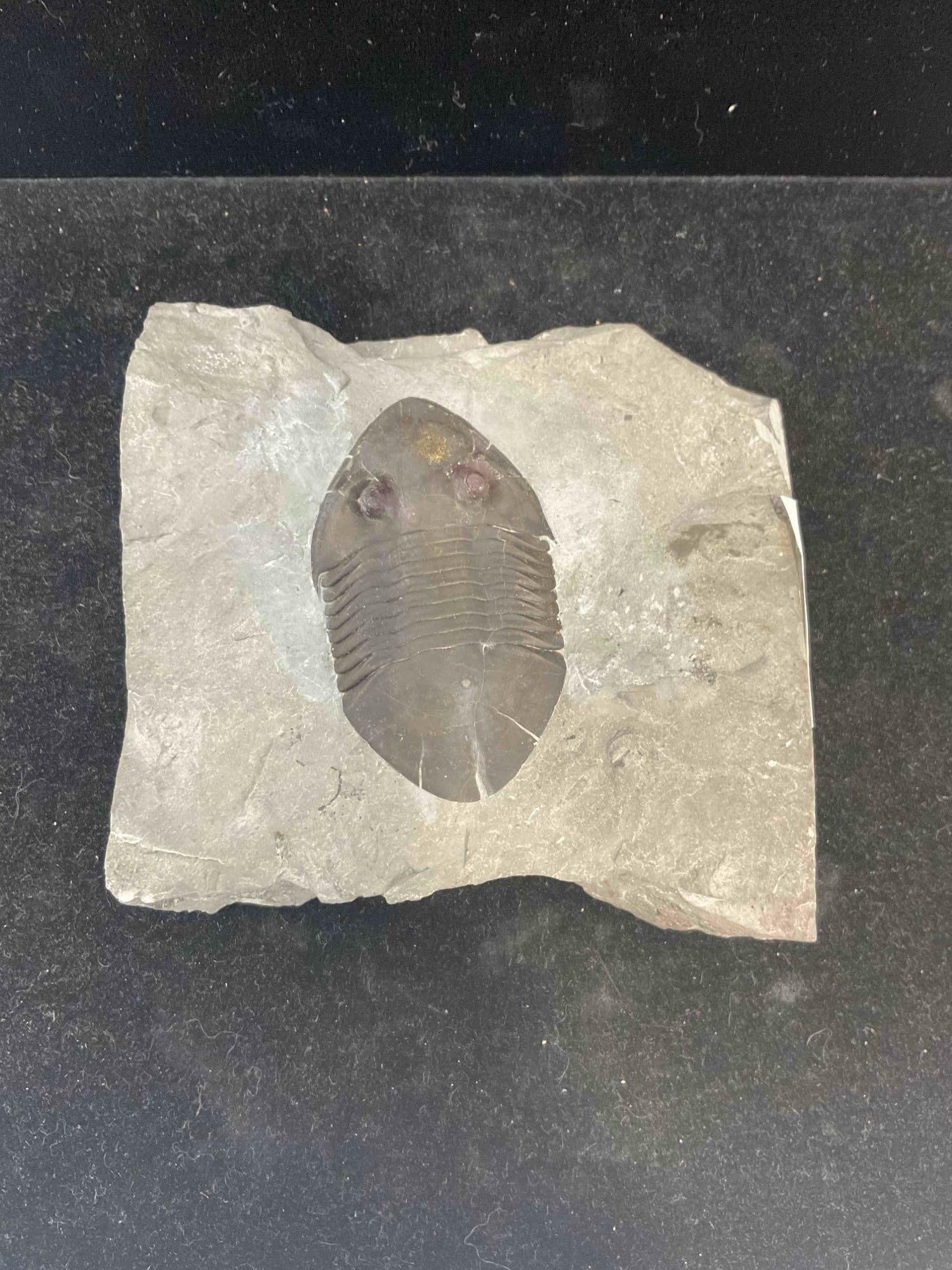 Trilobite Isotelus Mafritzi Specimen Fossil from Ordovician Lindsey Formation. Excellent Cond. - 3