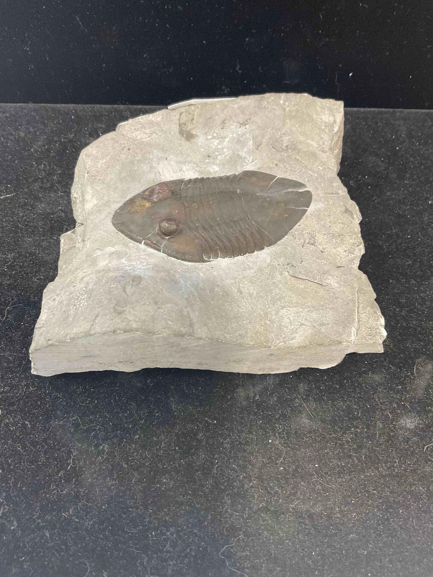 Trilobite Isotelus Mafritzi Specimen Fossil from Ordovician Lindsey Formation. Excellent Cond. - 4