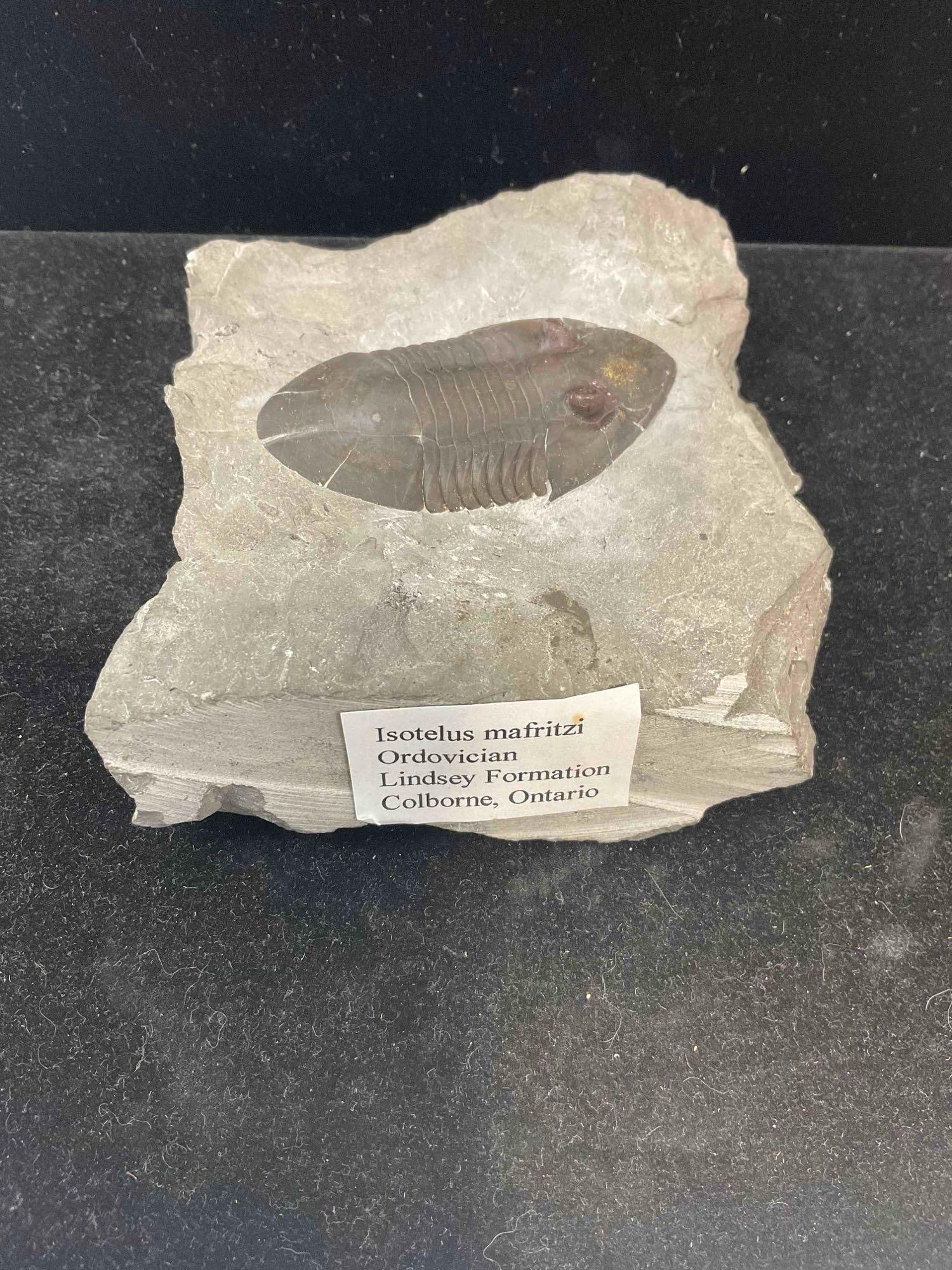 Trilobite Isotelus Mafritzi Specimen Fossil from Ordovician Lindsey Formation. Excellent Cond. - 5