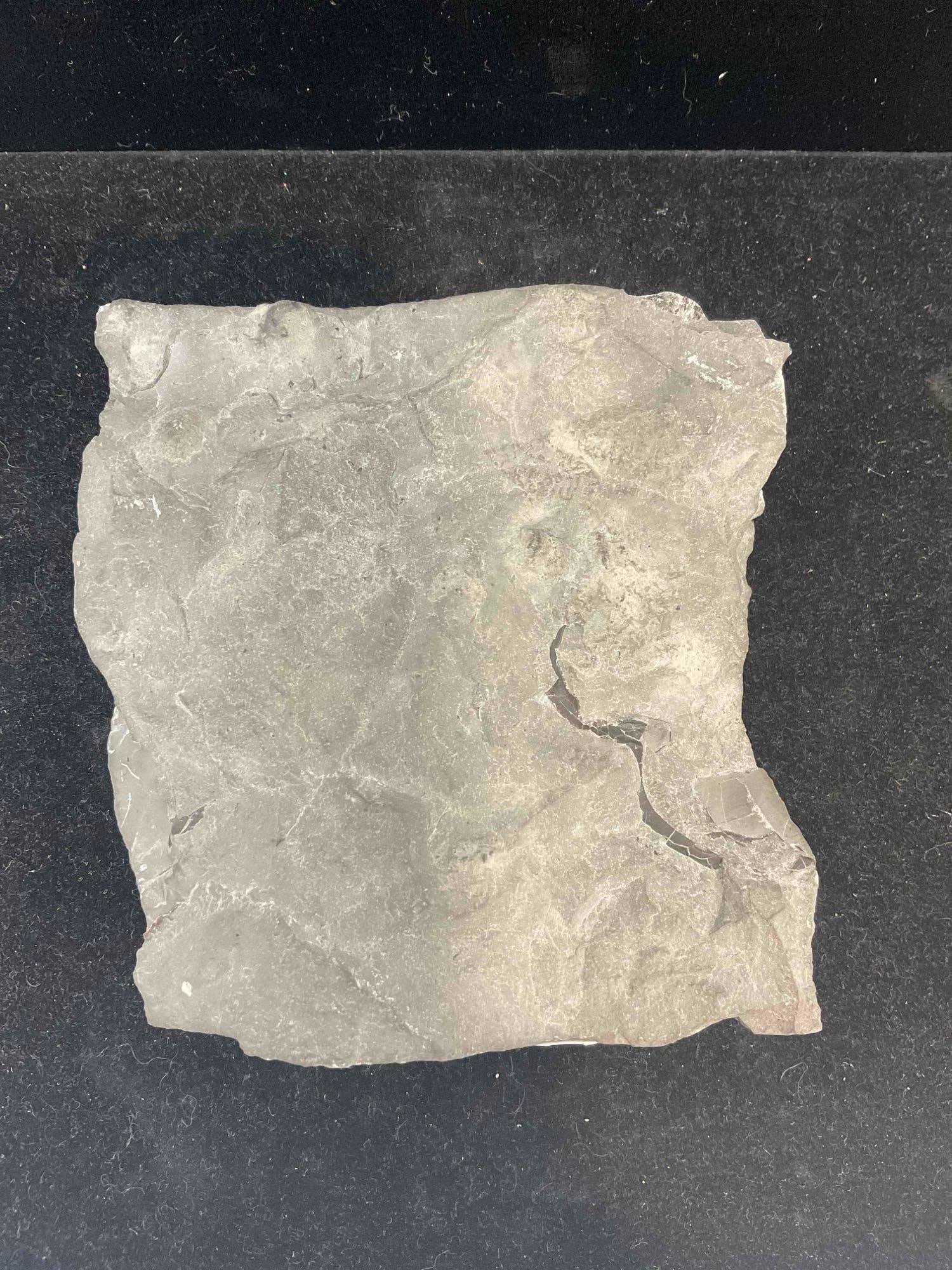 Trilobite Isotelus Mafritzi Specimen Fossil from Ordovician Lindsey Formation. Excellent Cond. - 6