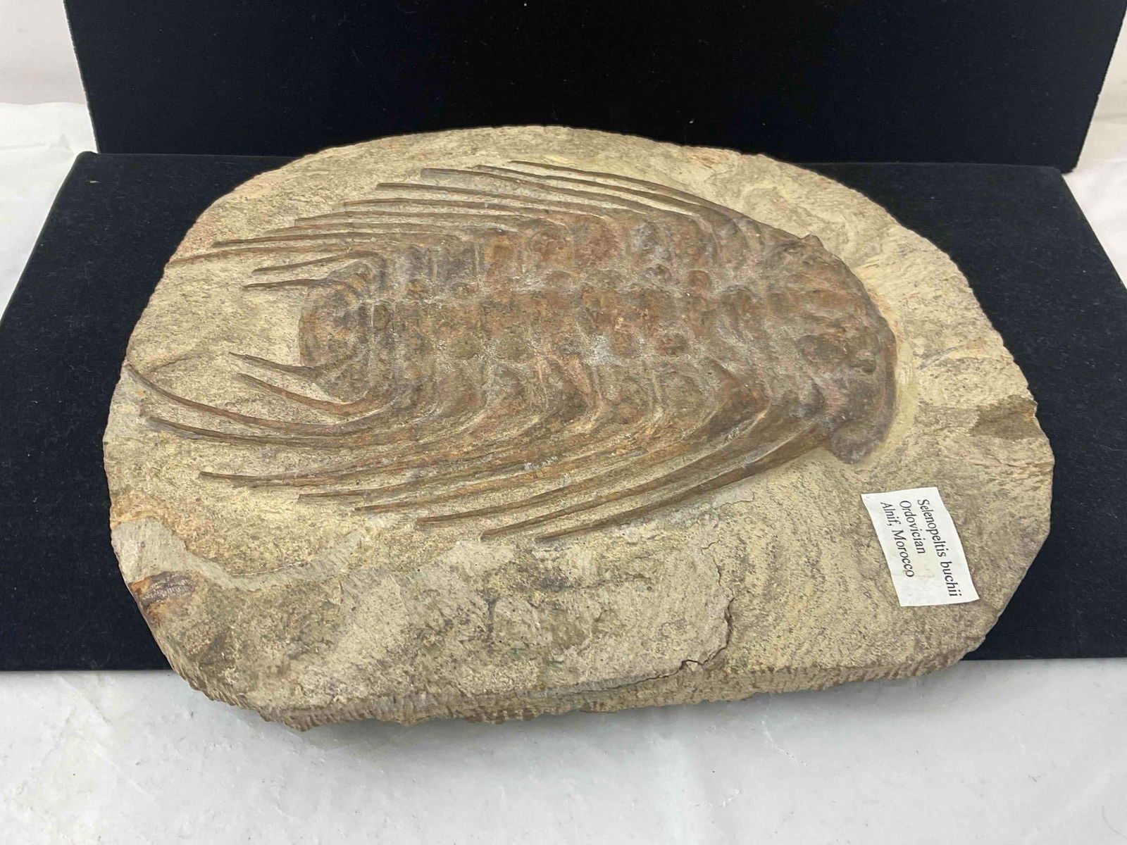 Trilobite Selenopeltis Buchii Specimen Fossil from Ordovician. Excellent Condition. See pics. - 2