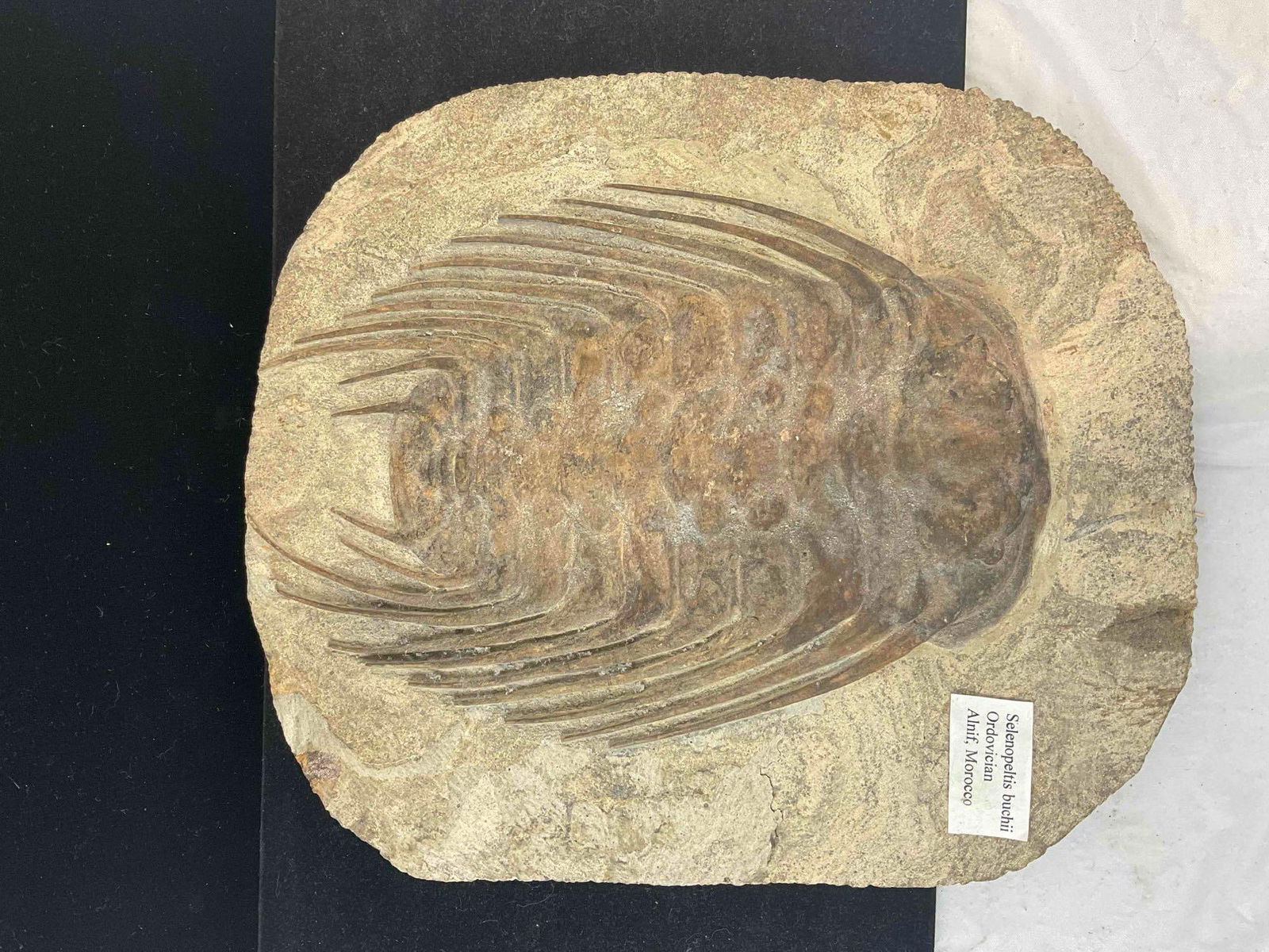 Trilobite Selenopeltis Buchii Specimen Fossil from Ordovician. Excellent Condition. See pics. - 3