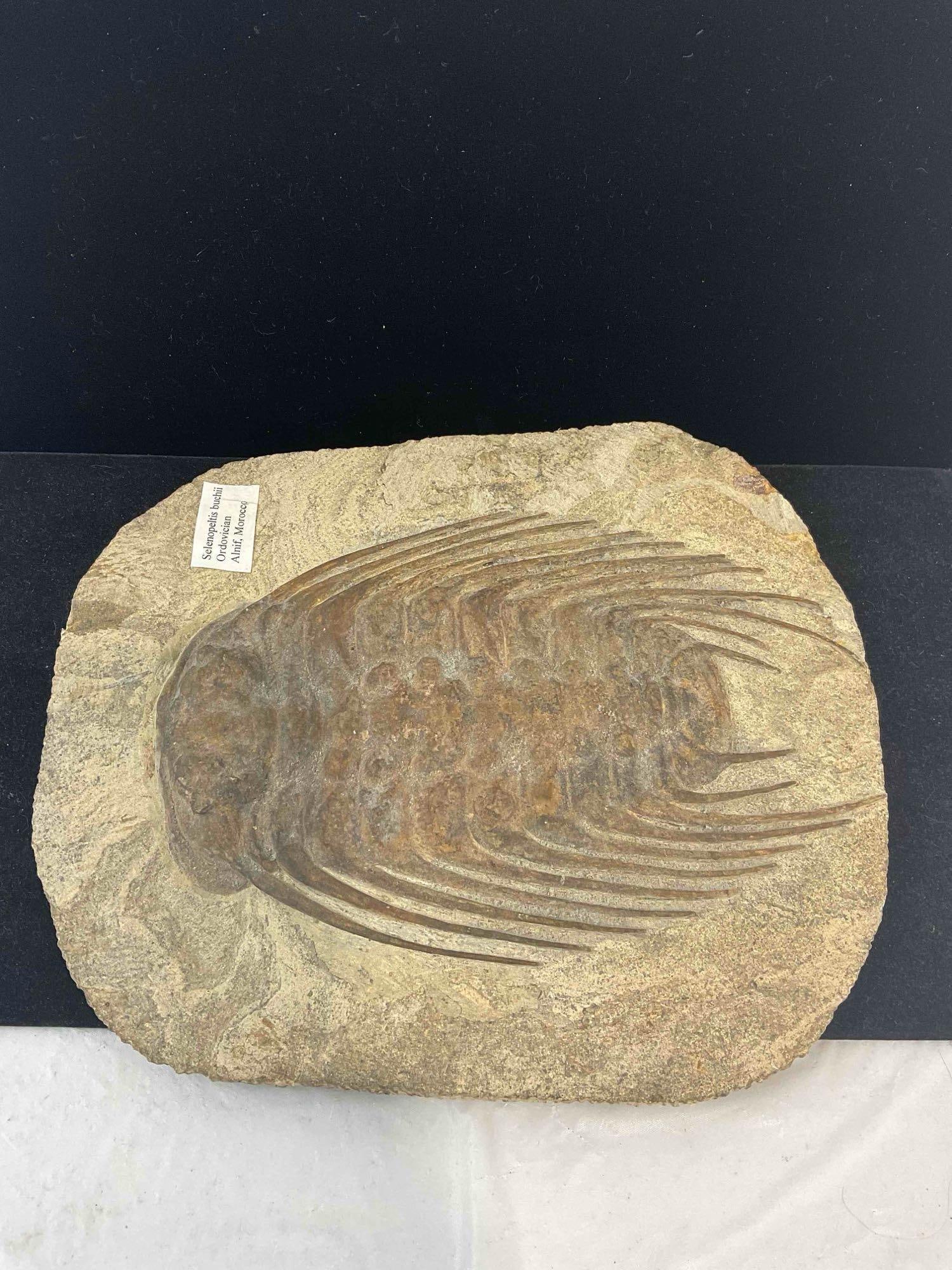 Trilobite Selenopeltis Buchii Specimen Fossil from Ordovician. Excellent Condition. See pics. - 4