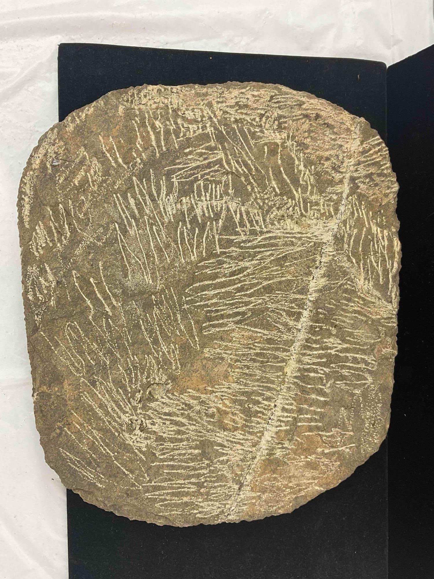 Trilobite Selenopeltis Buchii Specimen Fossil from Ordovician. Excellent Condition. See pics. - 5