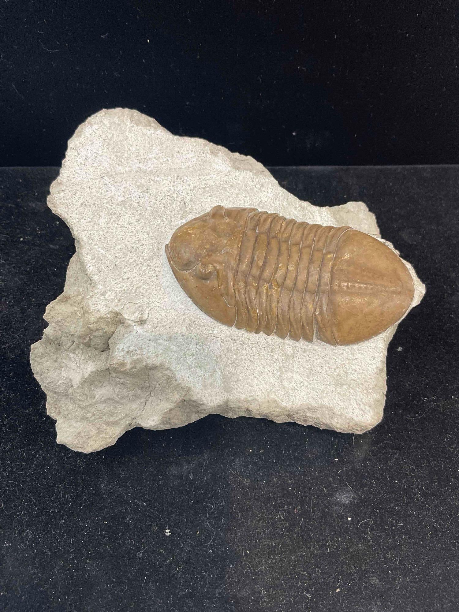 Trilobite Asaphus Cornutus Specimen Fossil from Asry Level Mid-Ordovician. Excellent Condition.: Trilobite Asaphus Cornutus Specimen Fossil from Asry Level Mid-Ordovician. Excellent Condition. Measures 4" x 4" x 3" DM-5010 