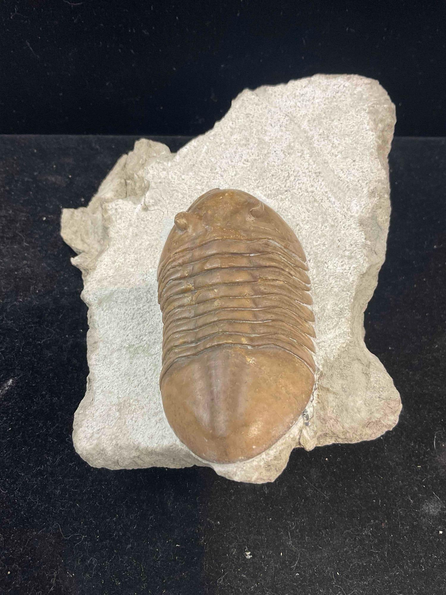 Trilobite Asaphus Cornutus Specimen Fossil from Asry Level Mid-Ordovician. Excellent Condition. - 2