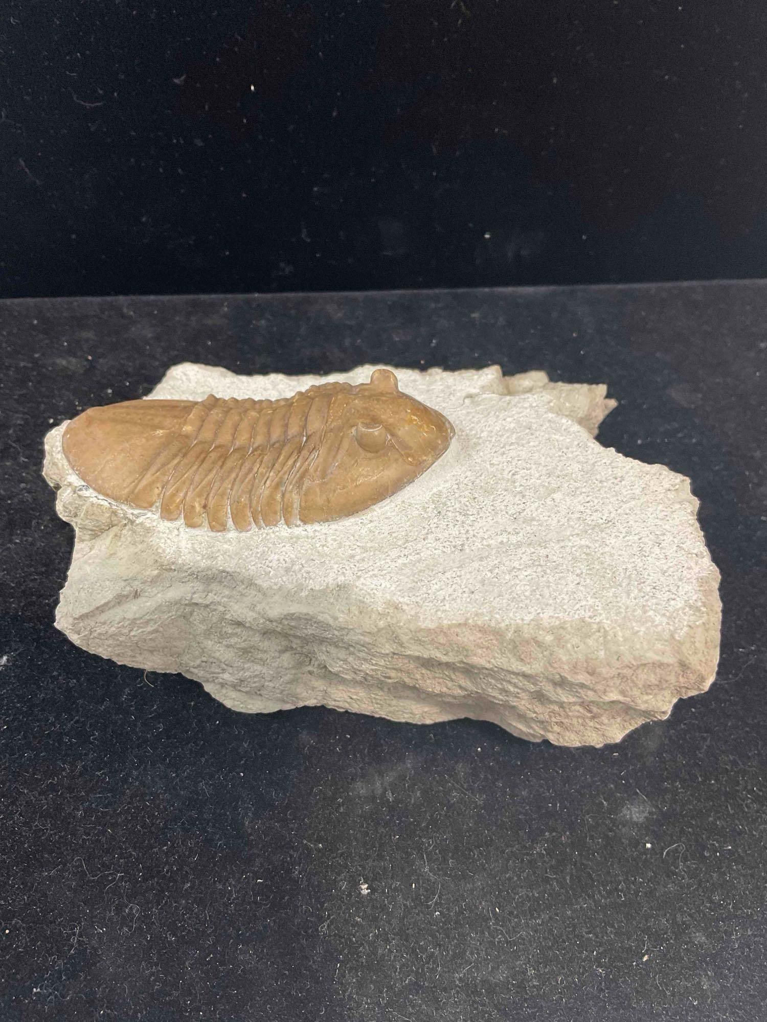 Trilobite Asaphus Cornutus Specimen Fossil from Asry Level Mid-Ordovician. Excellent Condition. - 3