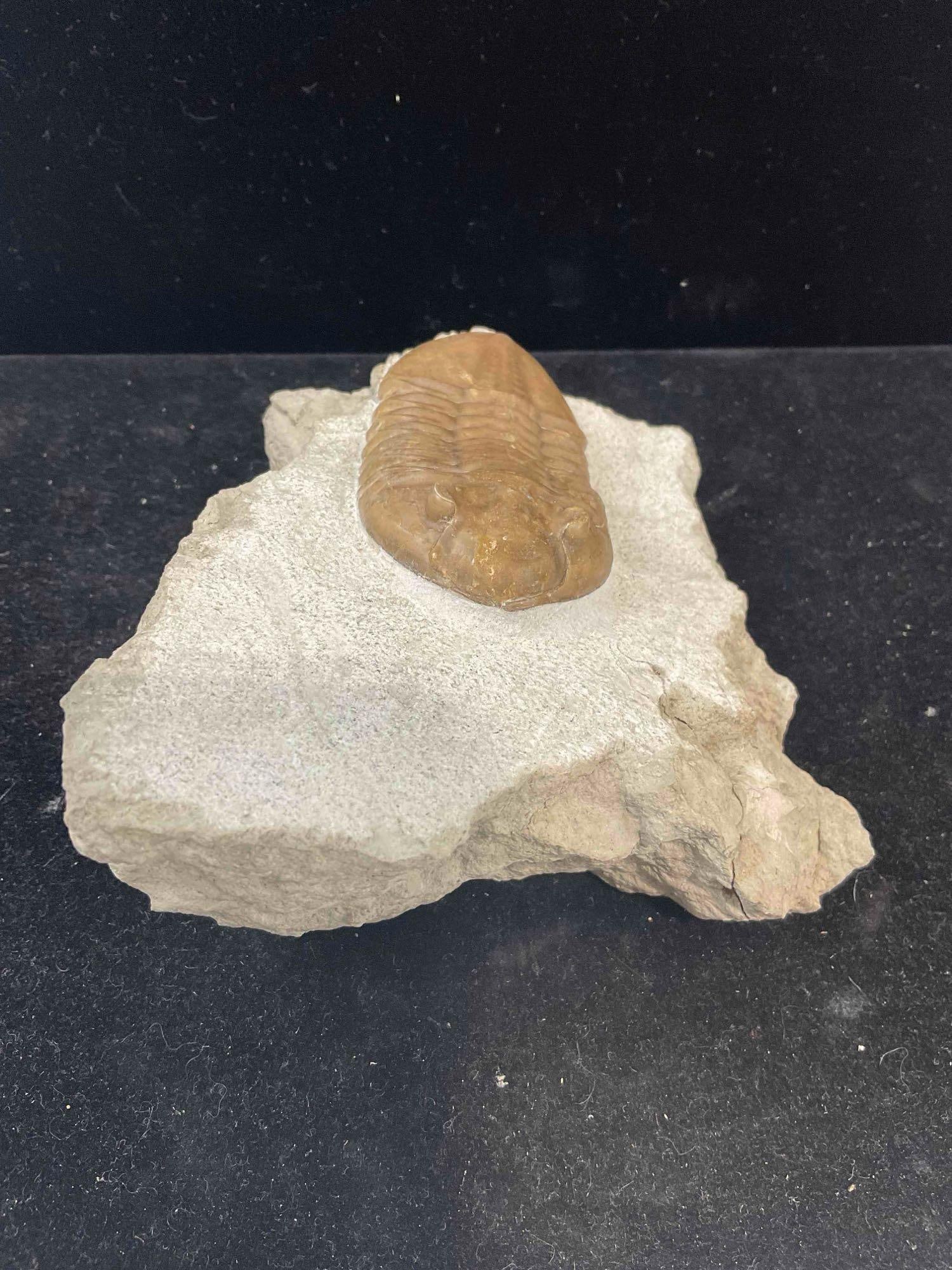 Trilobite Asaphus Cornutus Specimen Fossil from Asry Level Mid-Ordovician. Excellent Condition. - 4