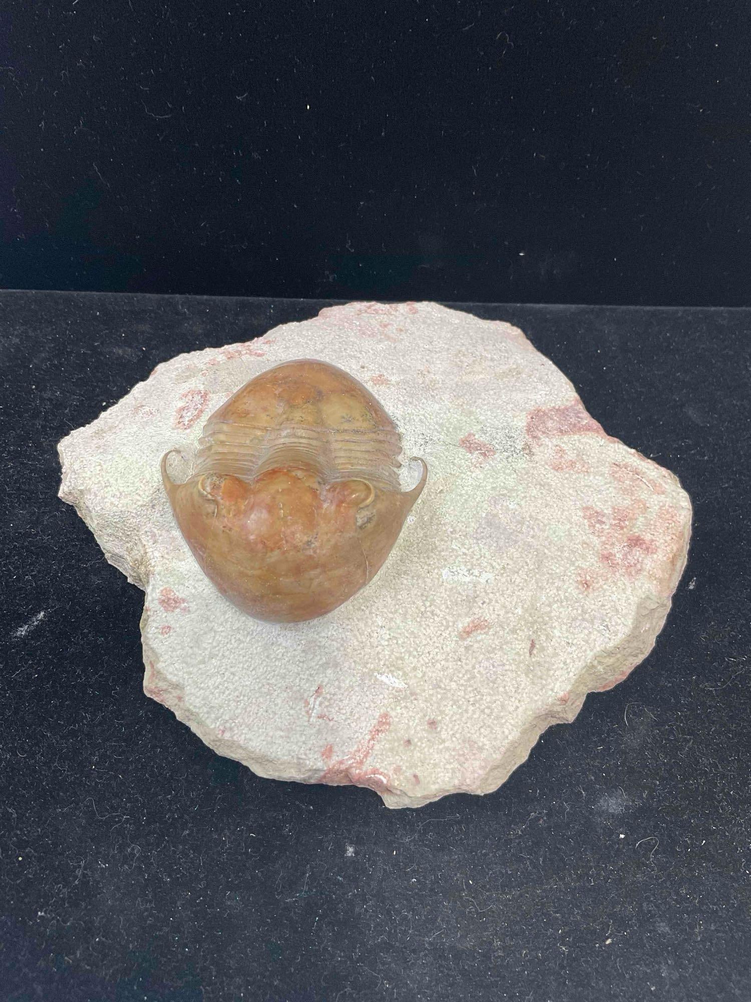 Trilobite Illaenus Tauricornis Specimen Fossil from Middle Ordovician. Excellent Condition. - 2