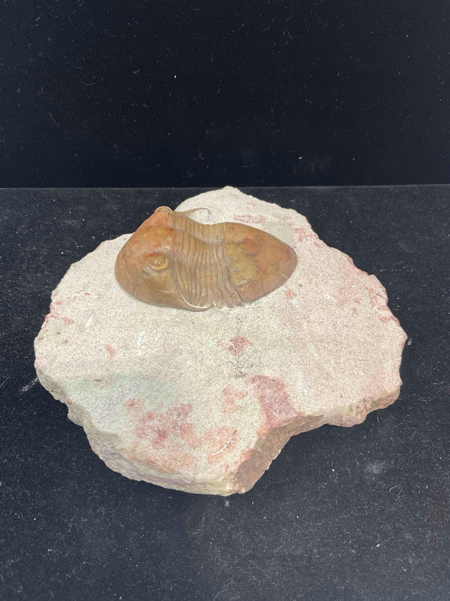 Trilobite Illaenus Tauricornis Specimen Fossil from Middle Ordovician. Excellent Condition. - 3