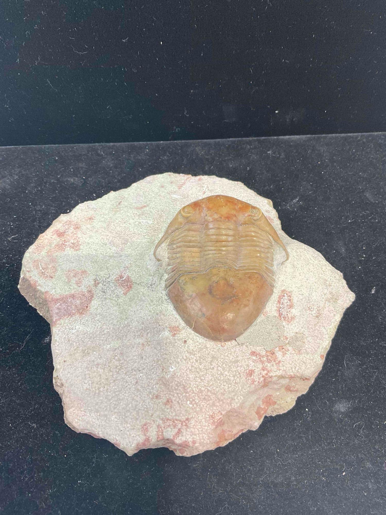 Trilobite Illaenus Tauricornis Specimen Fossil from Middle Ordovician. Excellent Condition. - 4