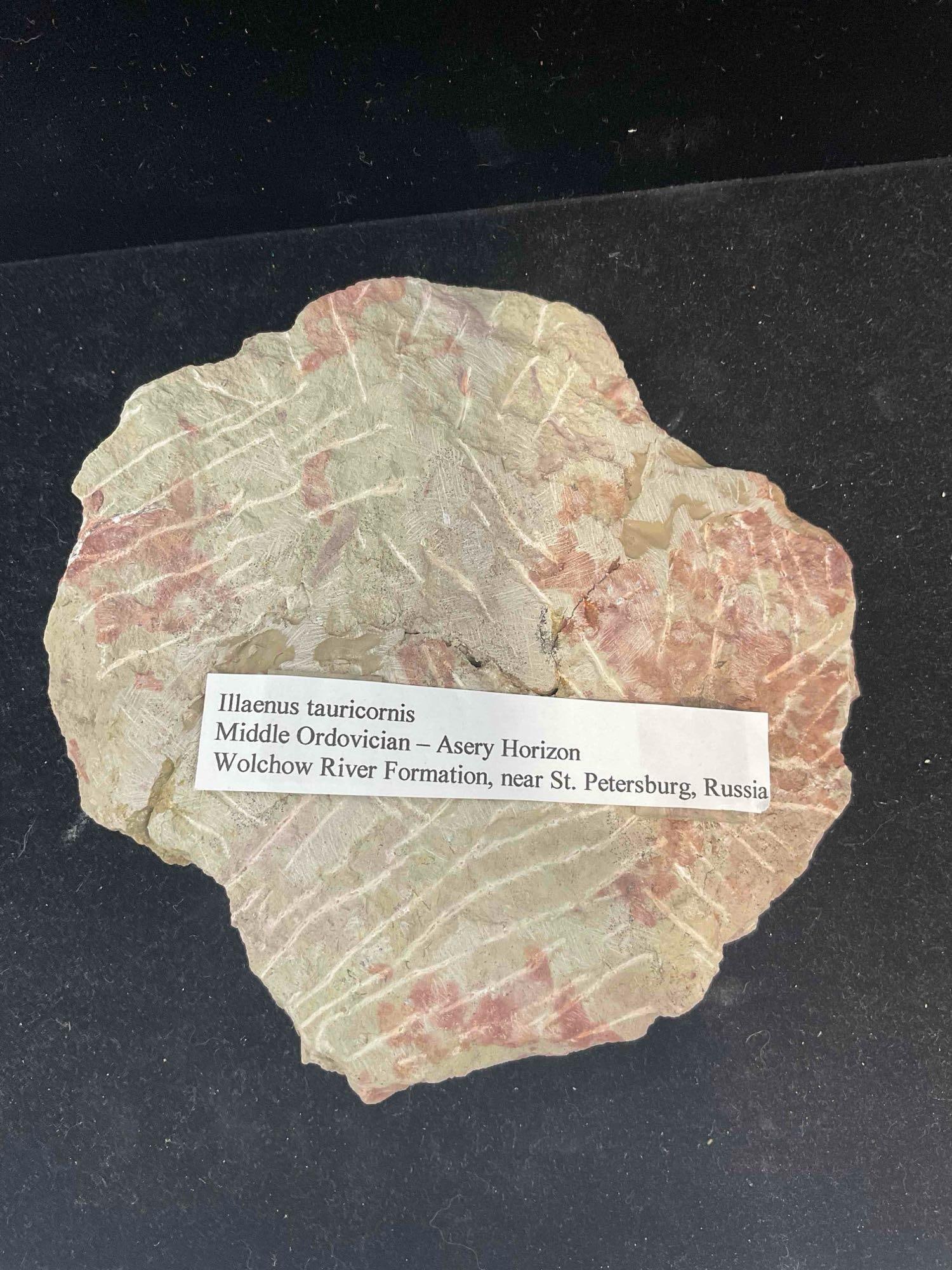 Trilobite Illaenus Tauricornis Specimen Fossil from Middle Ordovician. Excellent Condition. - 5