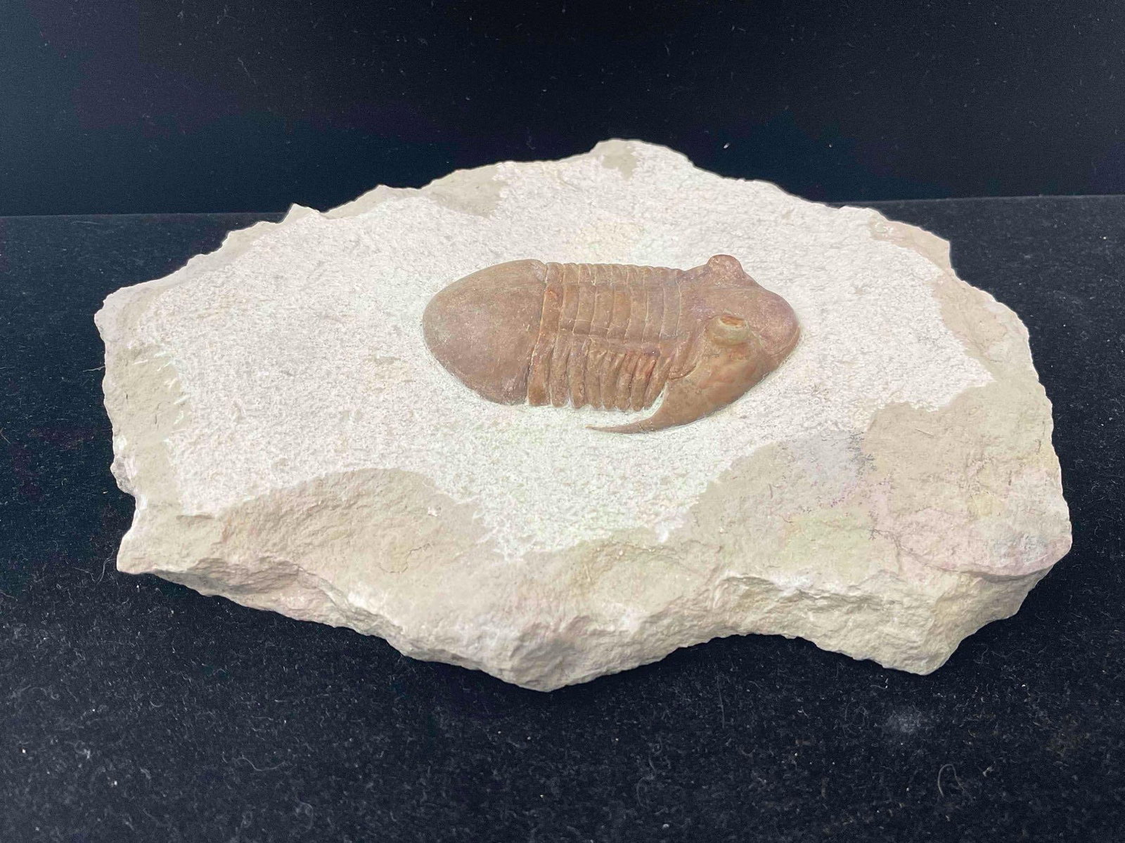Unidentified Large Trilobite Fossil Attributed to St. Petersburg, Russia Dig. Excellent Condition.: Unidentified Large Trilobite Fossil Attributed to St. Petersburg, Russia Dig. Excellent Condition. plate measures 7" x 6" x 1" Dm-5010 