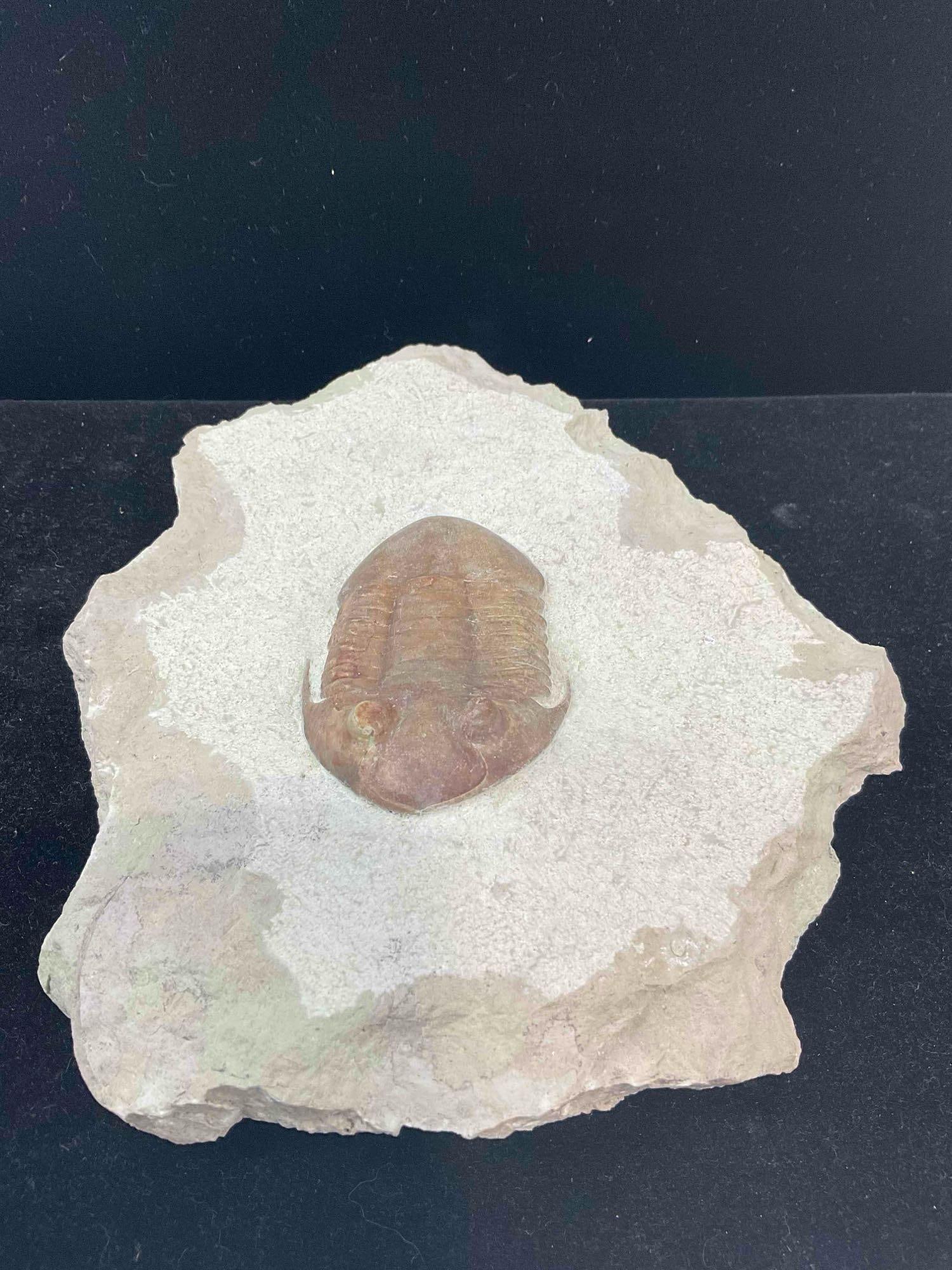 Unidentified Large Trilobite Fossil Attributed to St. Petersburg, Russia Dig. Excellent Condition. - 2