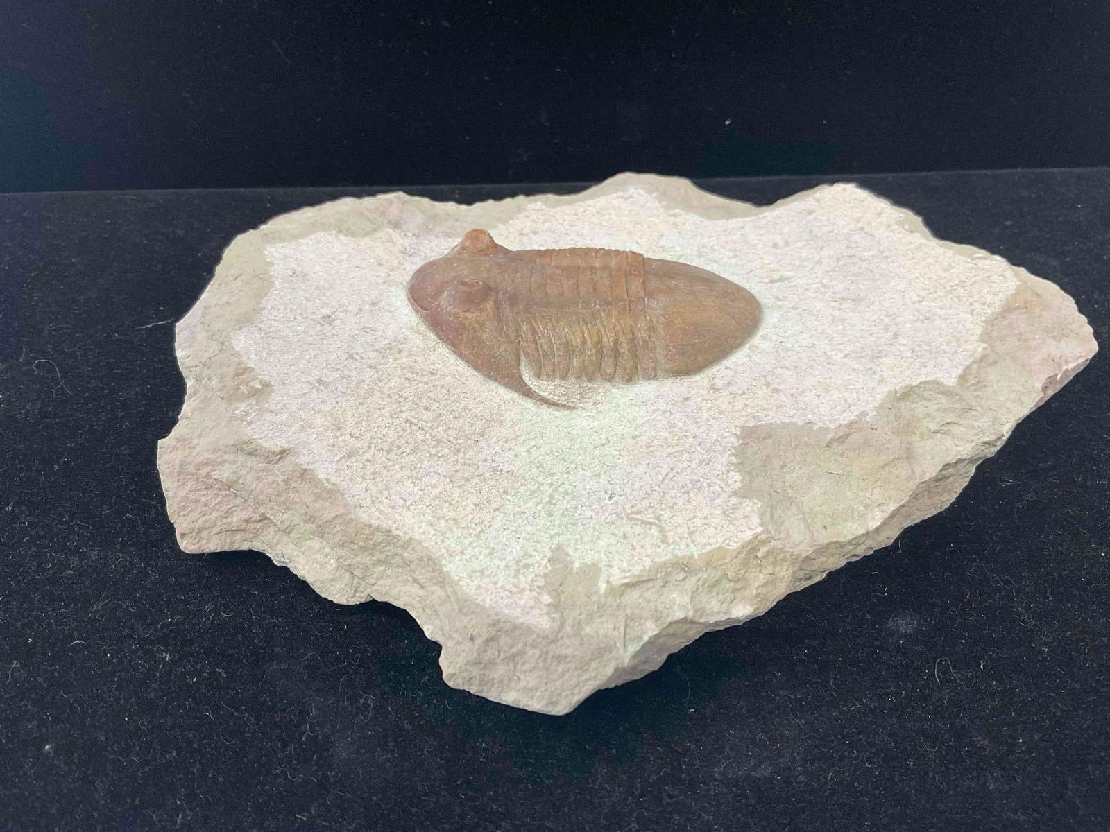 Unidentified Large Trilobite Fossil Attributed to St. Petersburg, Russia Dig. Excellent Condition. - 3