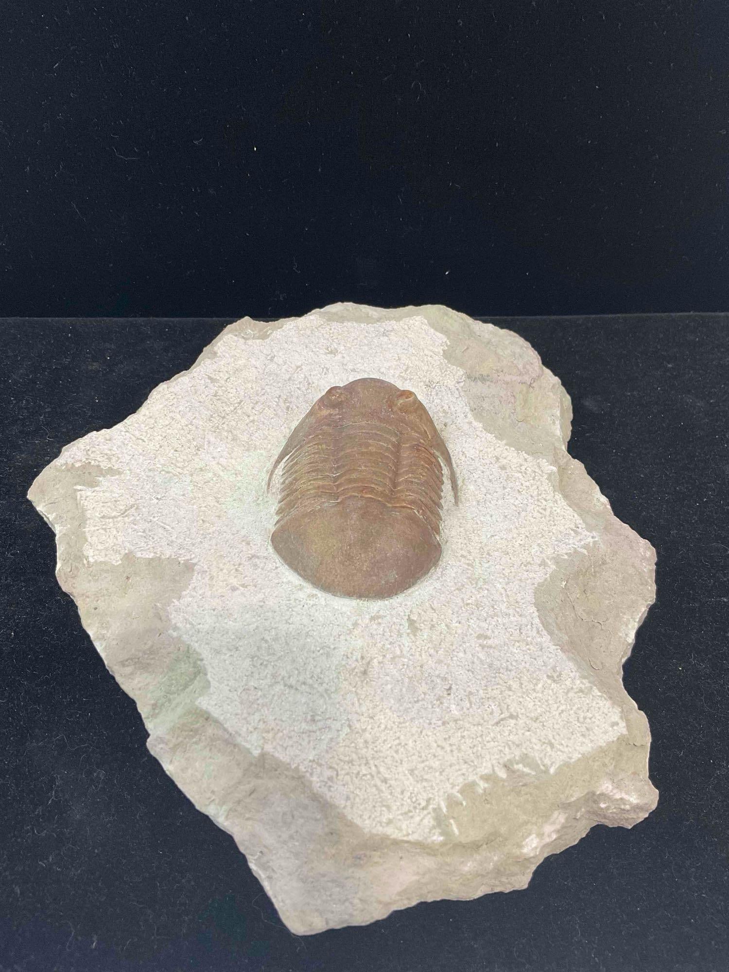 Unidentified Large Trilobite Fossil Attributed to St. Petersburg, Russia Dig. Excellent Condition. - 4