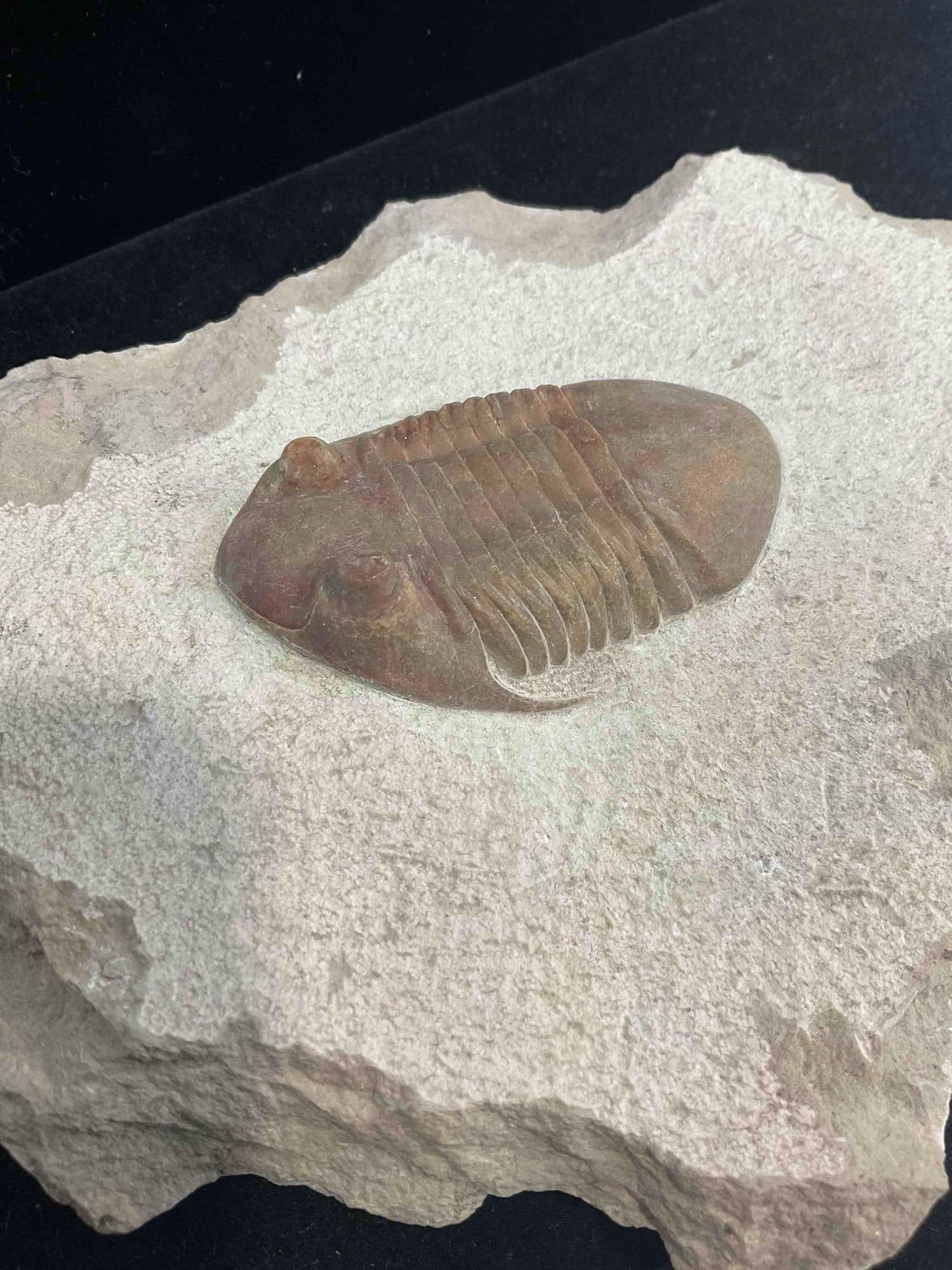 Unidentified Large Trilobite Fossil Attributed to St. Petersburg, Russia Dig. Excellent Condition. - 5
