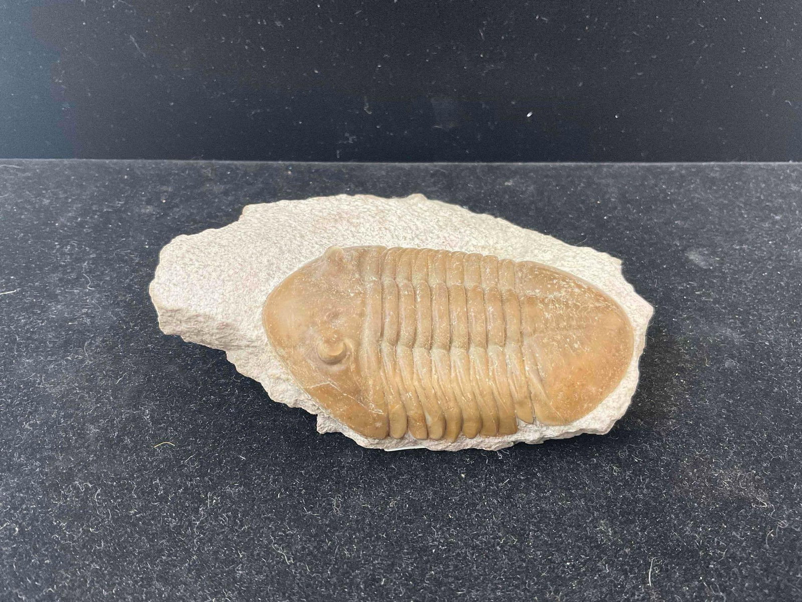 Trilobite Fossil Asaphus Raniceps from Lower Ordovician-Kunda Horizon. Excellent Condition.: Trilobite Fossil Asaphus Raniceps (Delmar, 1827) from Lower Ordovician-Kunda Horizon. Excellent Condition. Attributed to the Volchov River formation near St. Petersburg, Russia. plate size