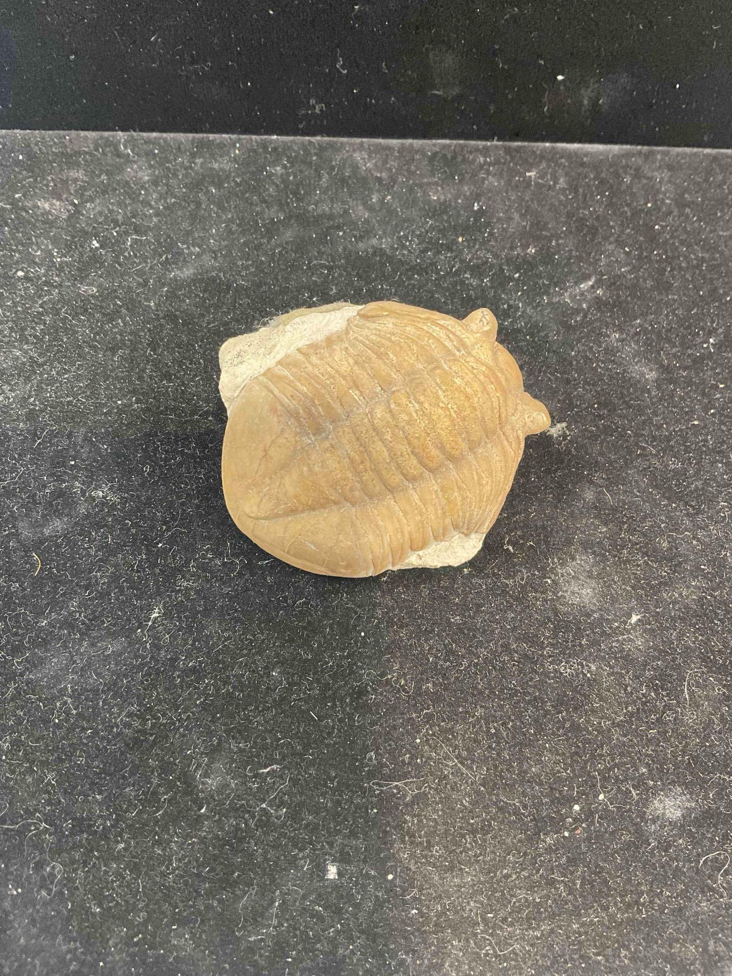 Unidentified Trilobite Specimen Fossil. Excellent Condition. See pics.: Unidentified Trilobite Specimen Fossil. Excellent Condition. Likely Ordovician. Measures 2" x 2" x 2" DM-5010