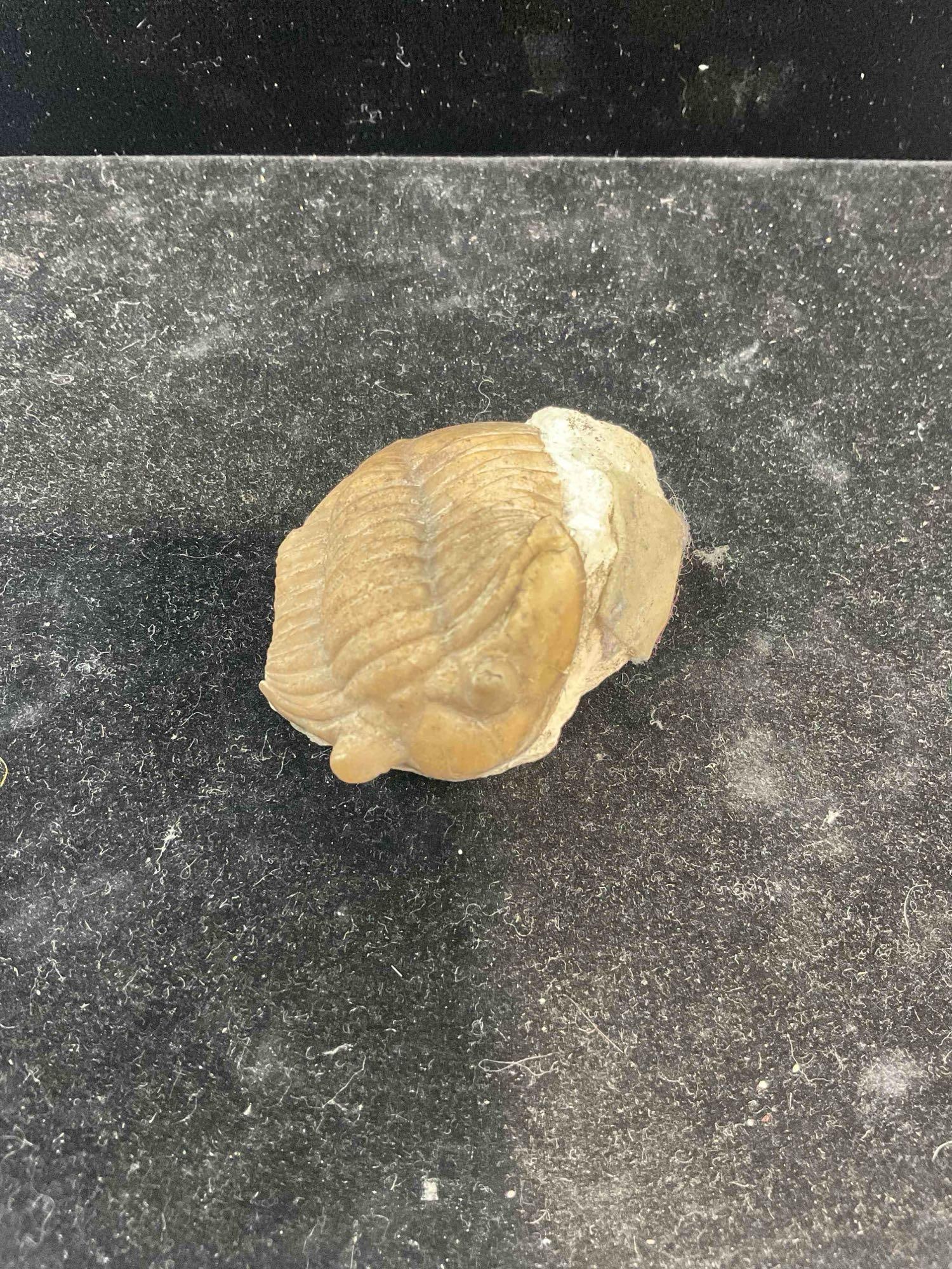 Unidentified Trilobite Specimen Fossil. Excellent Condition. See pics. - 2