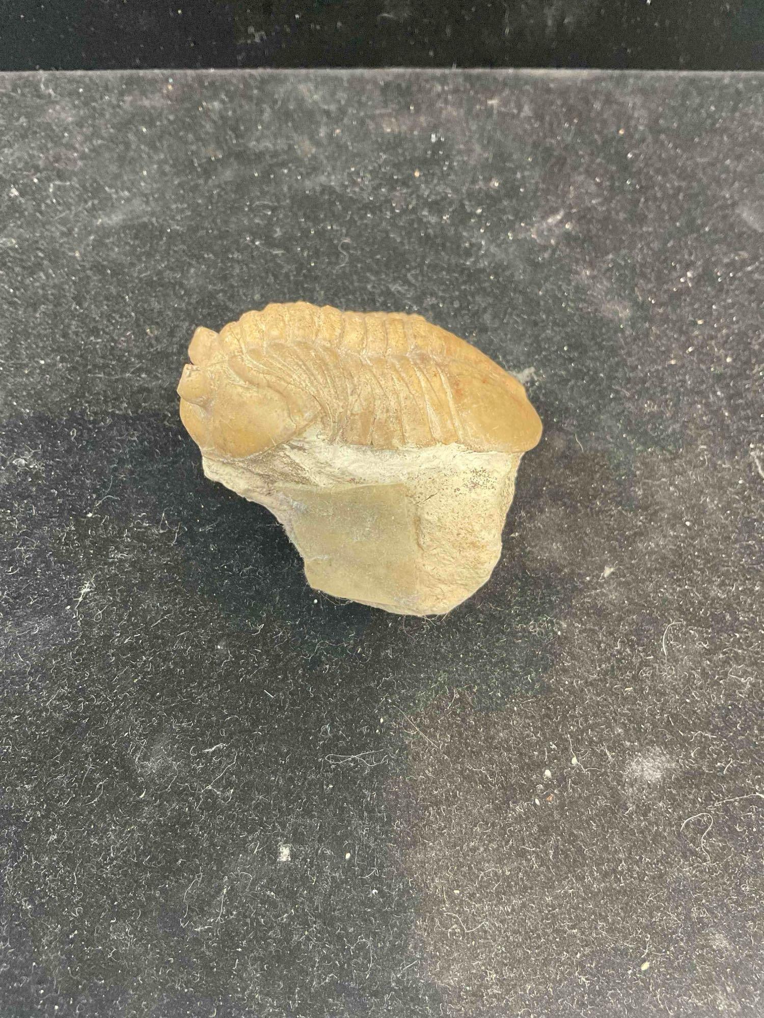 Unidentified Trilobite Specimen Fossil. Excellent Condition. See pics. - 3